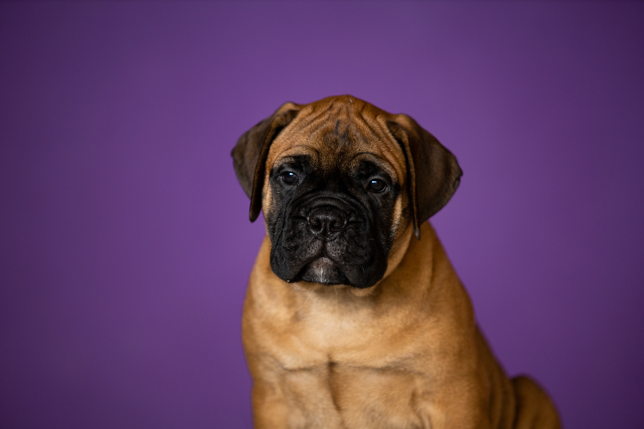 Фотосессии помётов щенков. Фотограф. Фотограф-анималист. Москва