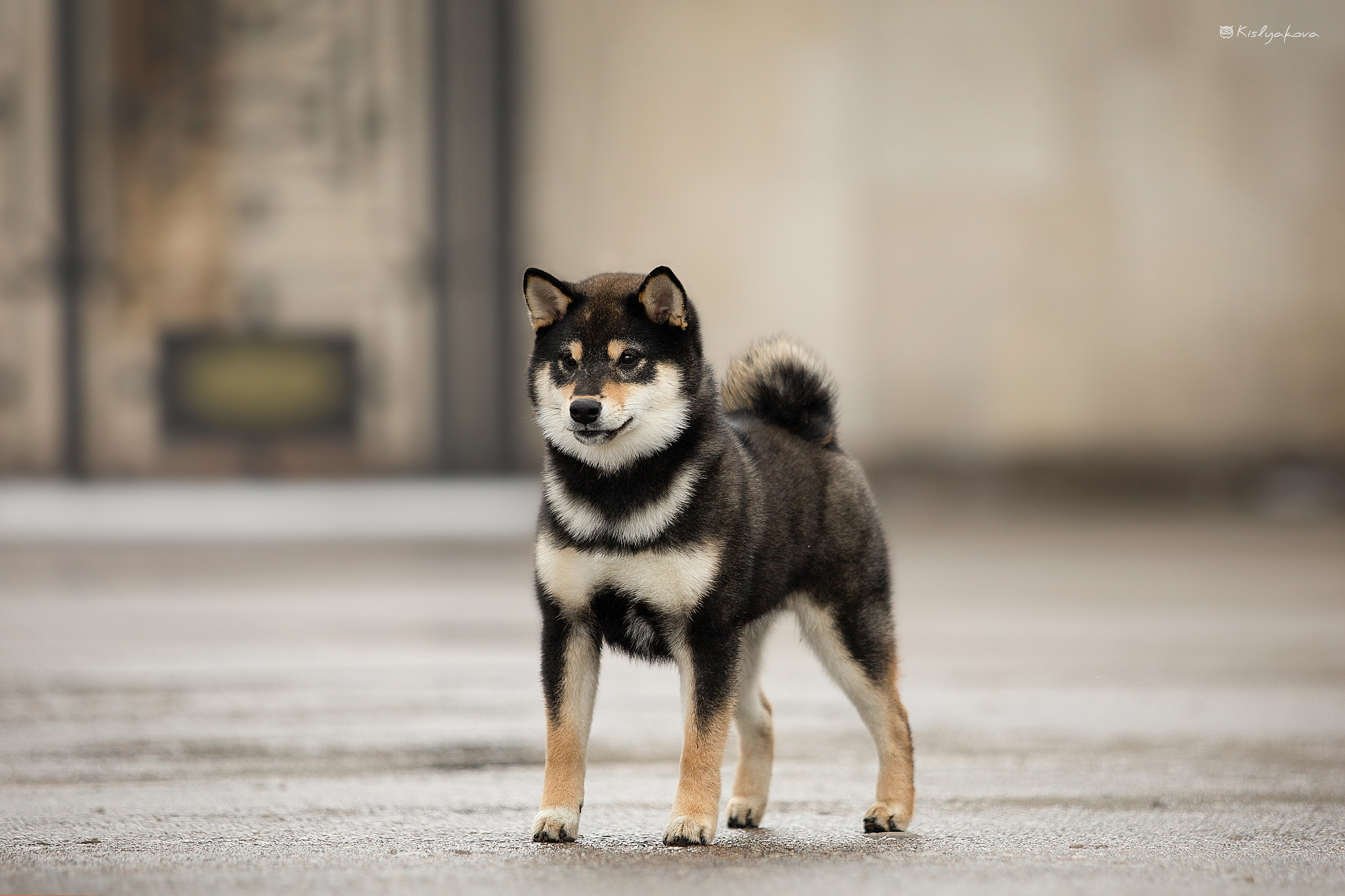 Экстерьерные фотосессии. Фотограф. Фотограф-анималист. Москва