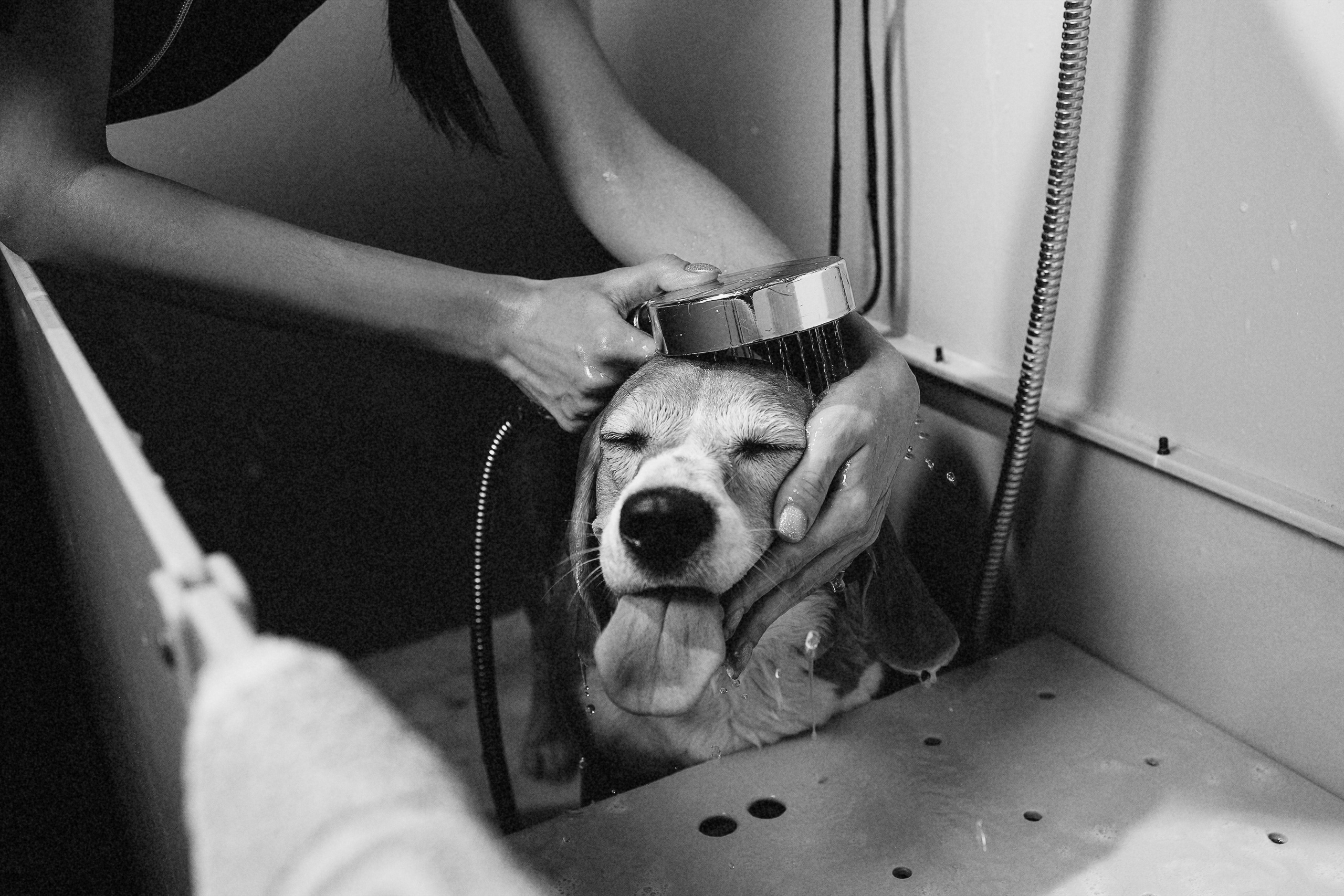 Репортаж из груминг салона. Фотограф. Фотограф-анималист. Москва