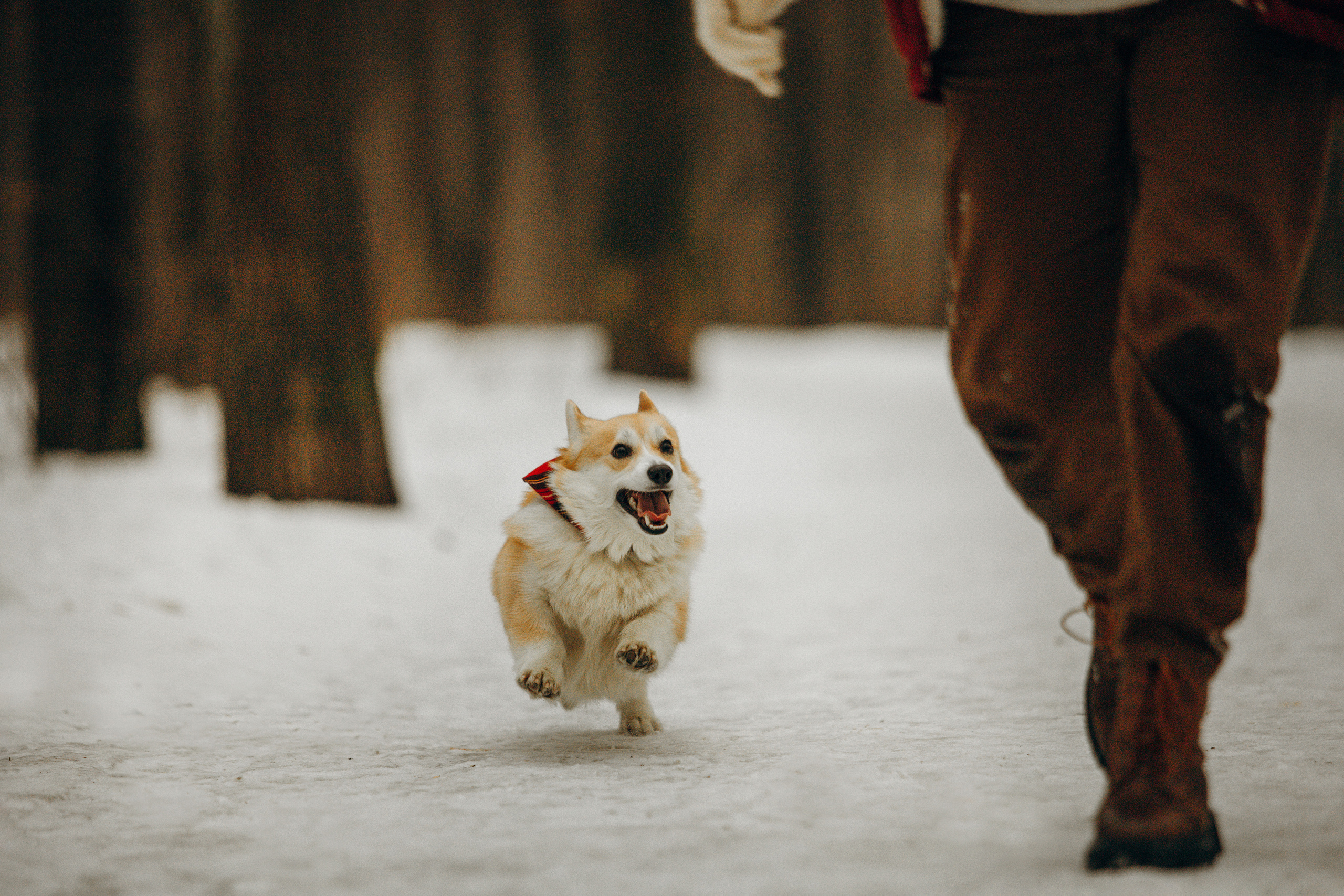 Художественная фотосессия с корги. Фотограф. Фотограф-анималист. Москва