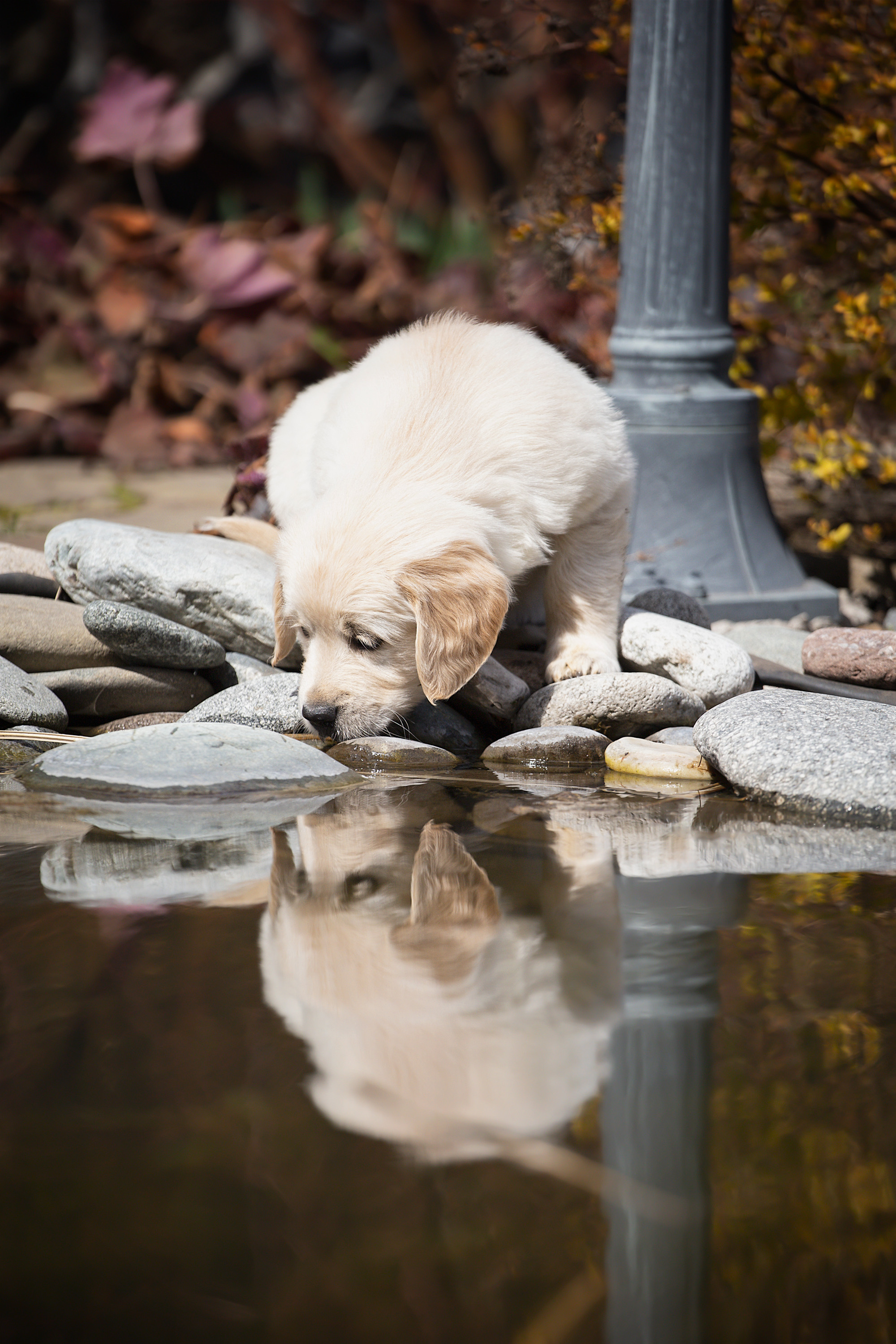 Фотосессии помётов щенков. Фотограф. Фотограф-анималист. Москва