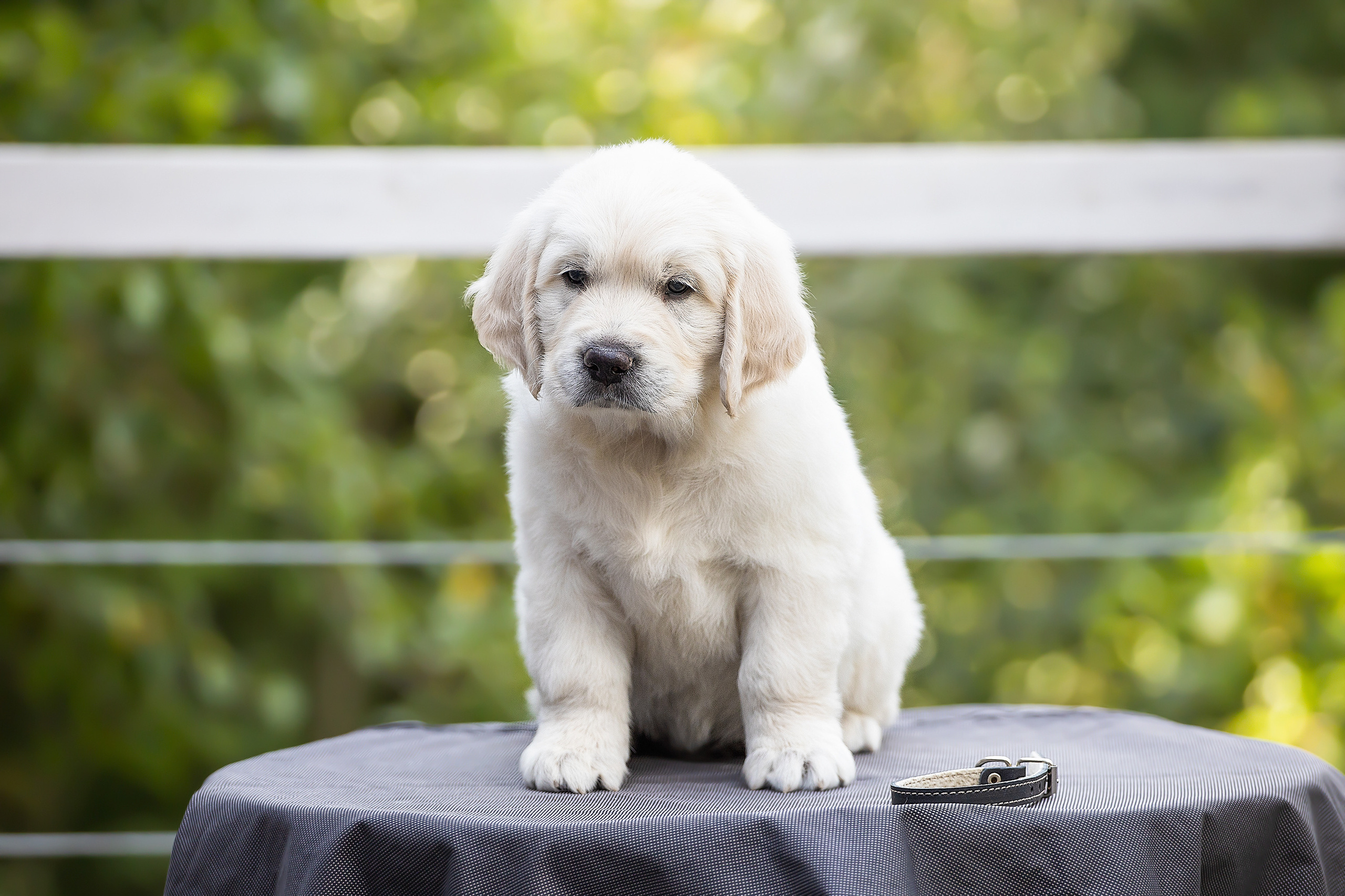 Фотосессии помётов щенков. Фотограф. Фотограф-анималист. Москва