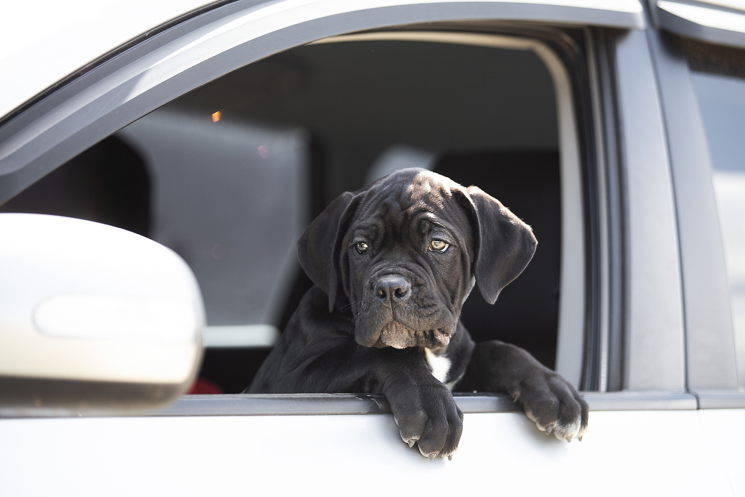 Фотосессии помётов щенков. Фотограф. Фотограф-анималист. Москва