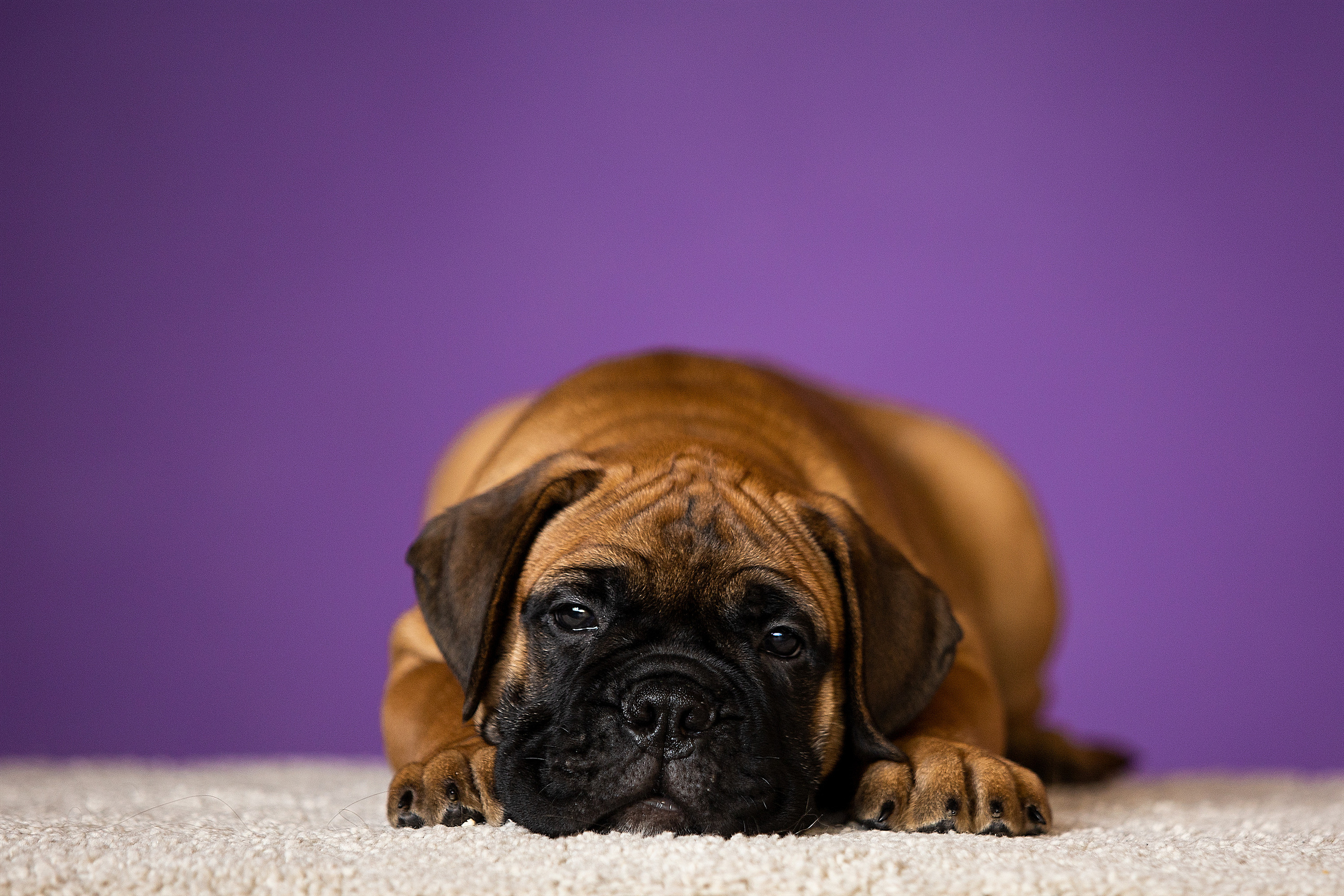 Фотосессии помётов щенков. Фотограф. Фотограф-анималист. Москва