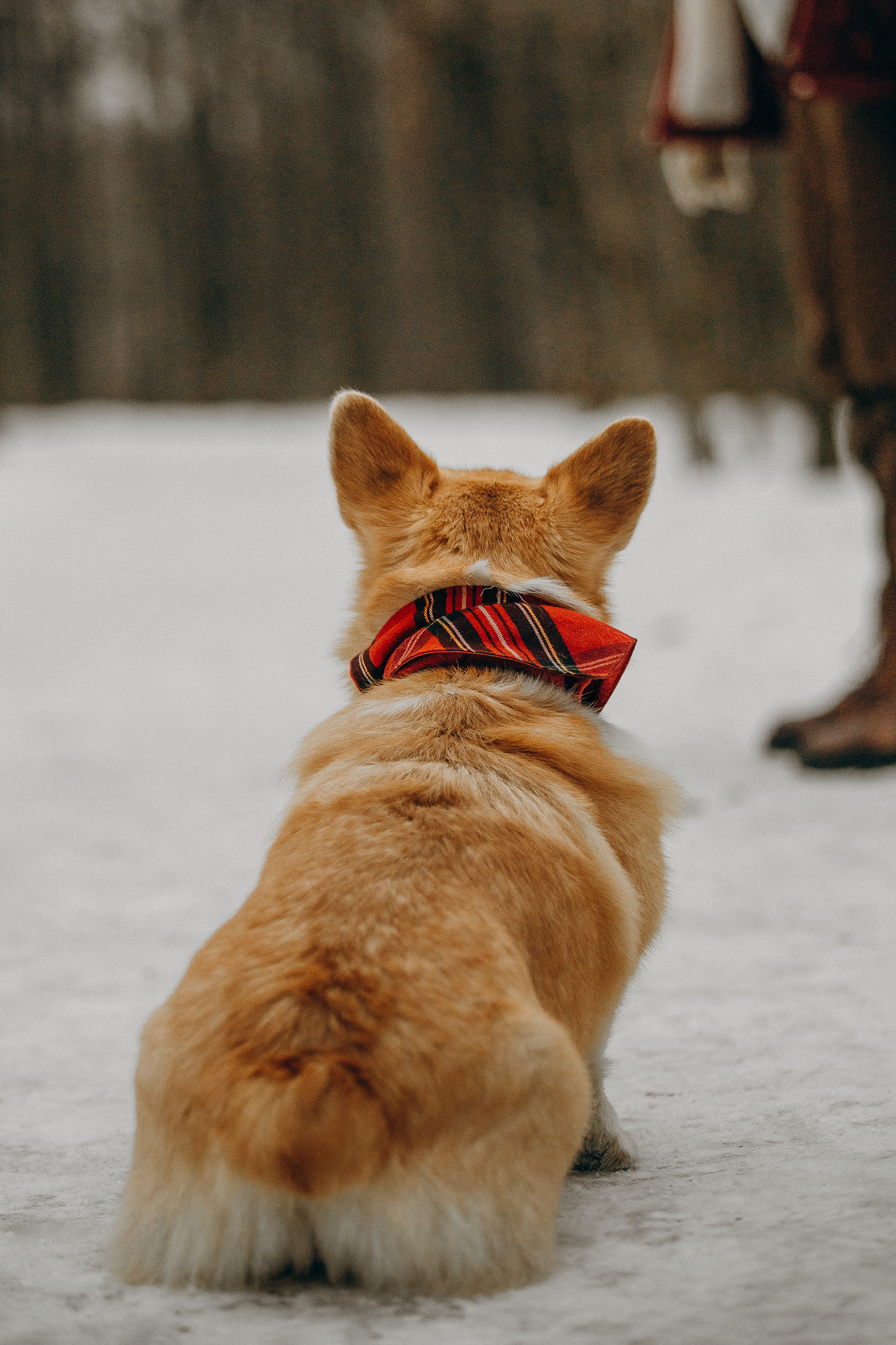 Художественная фотосессия с корги. Фотограф. Фотограф-анималист. Москва