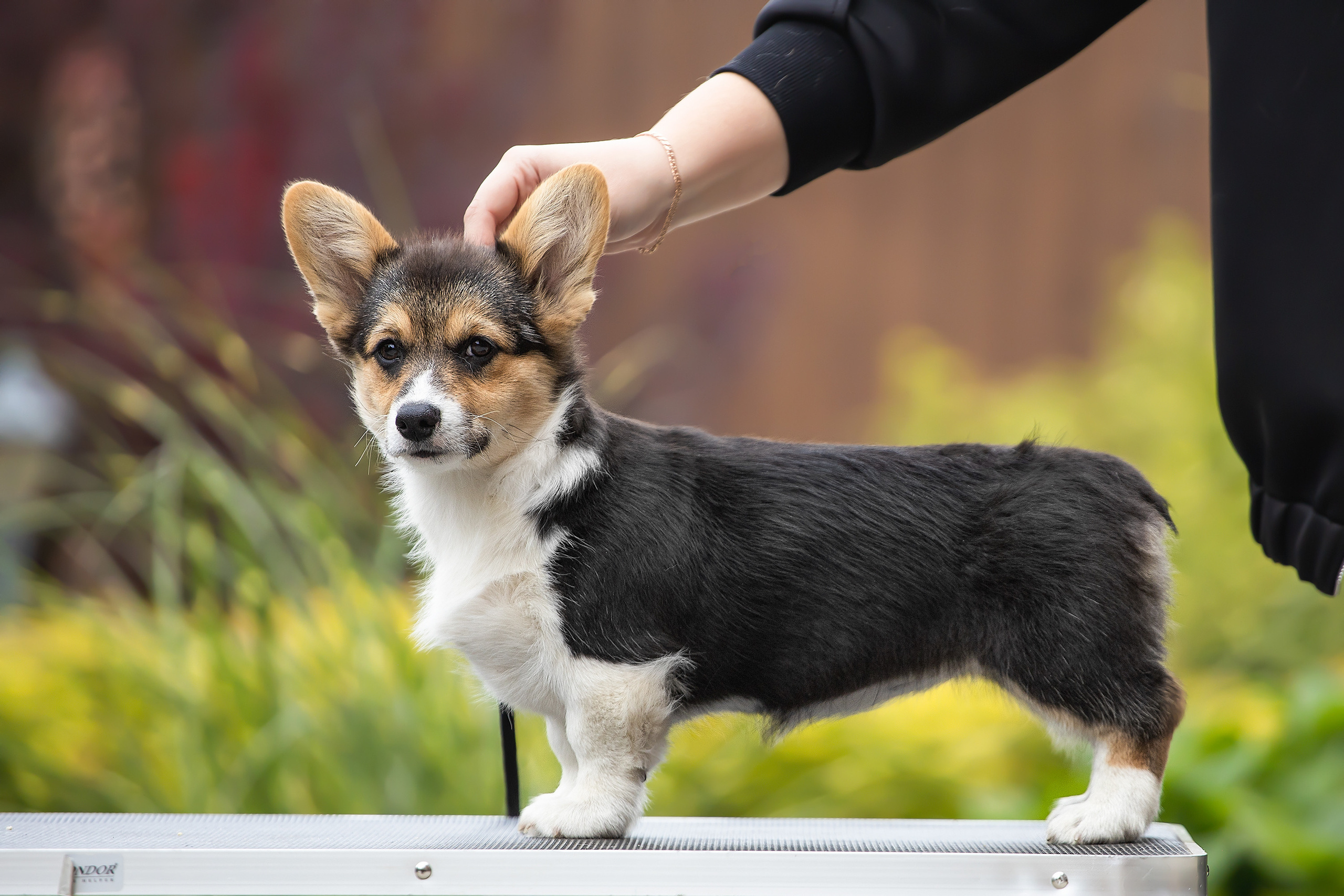 Фотосессии помётов щенков. Фотограф. Фотограф-анималист. Москва