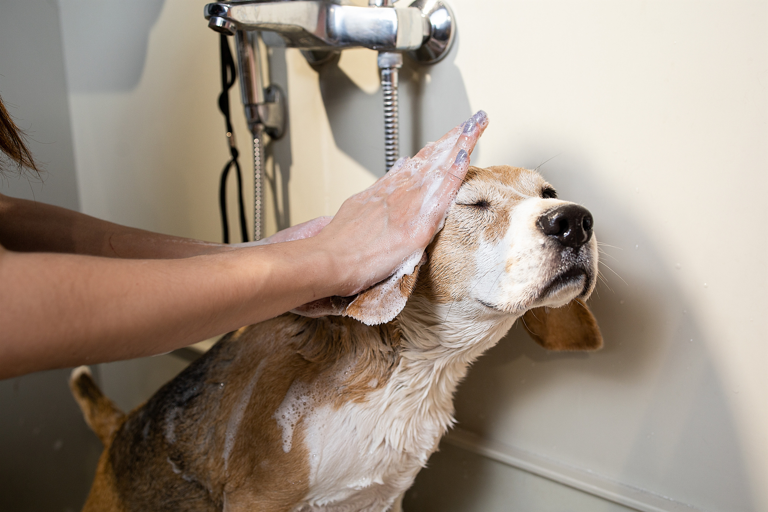 Репортаж из груминг салона. Фотограф. Фотограф-анималист. Москва