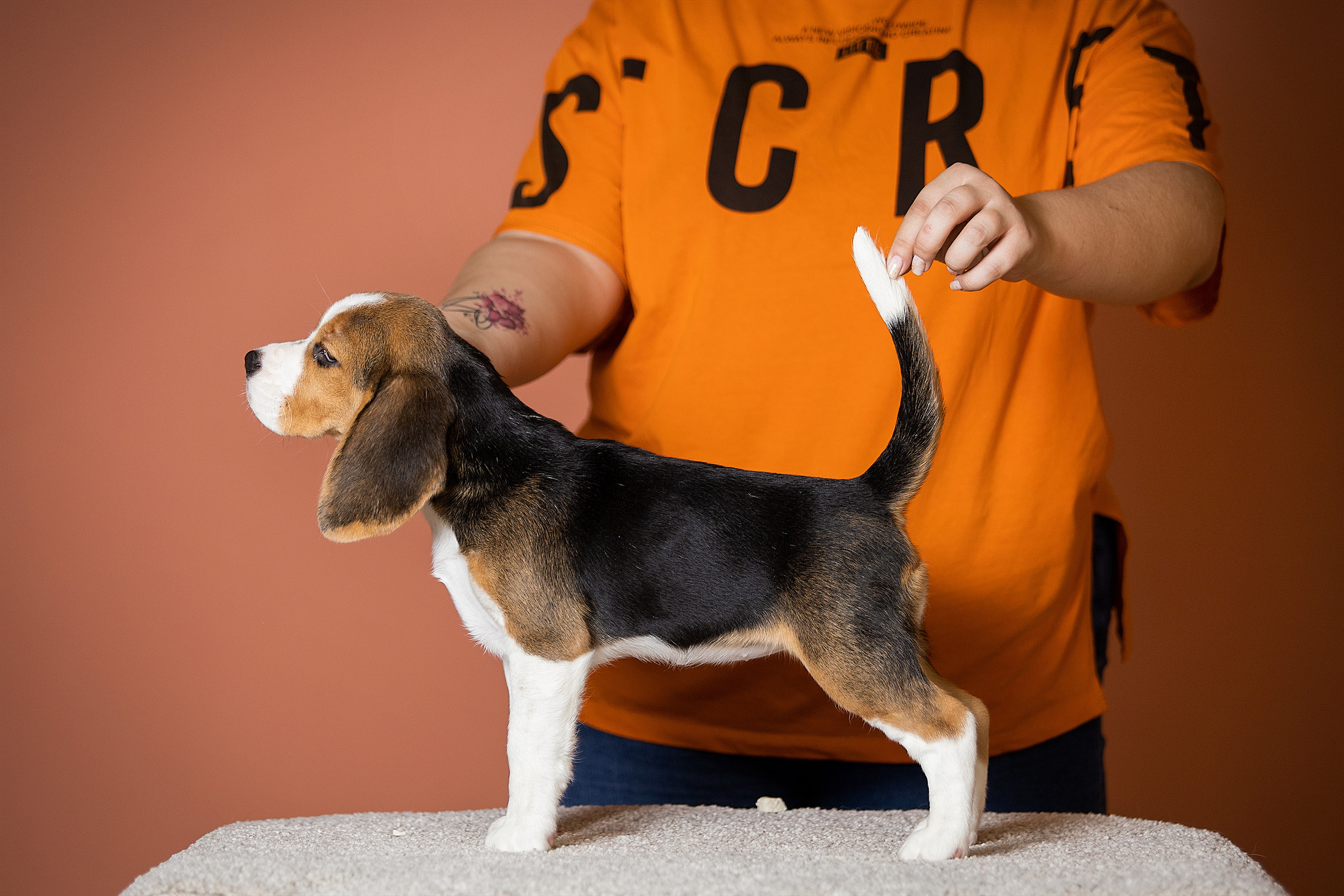 Фотосессии помётов щенков. Фотограф. Фотограф-анималист. Москва