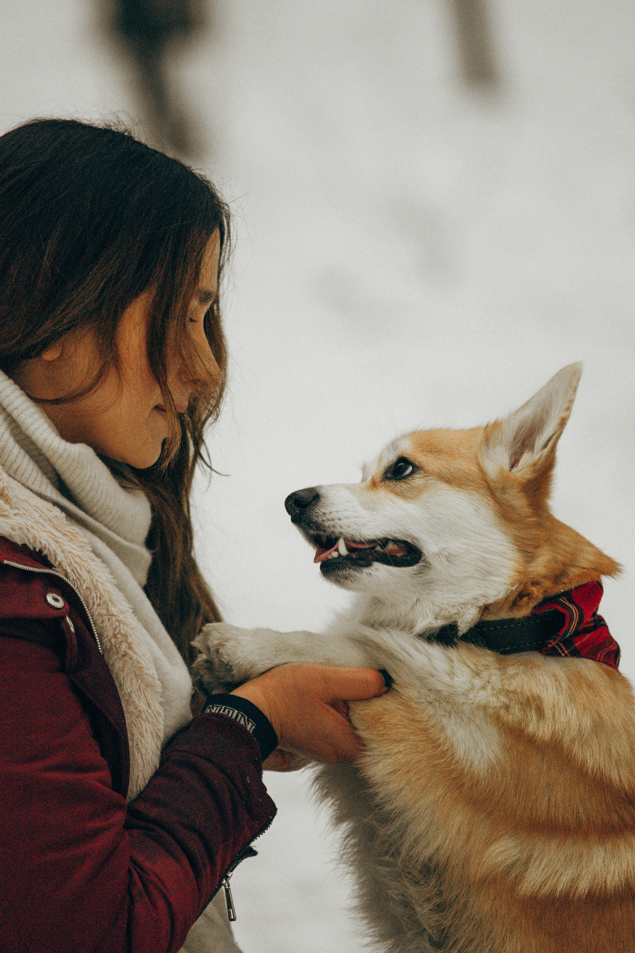 Художественная фотосессия с корги. Фотограф. Фотограф-анималист. Москва