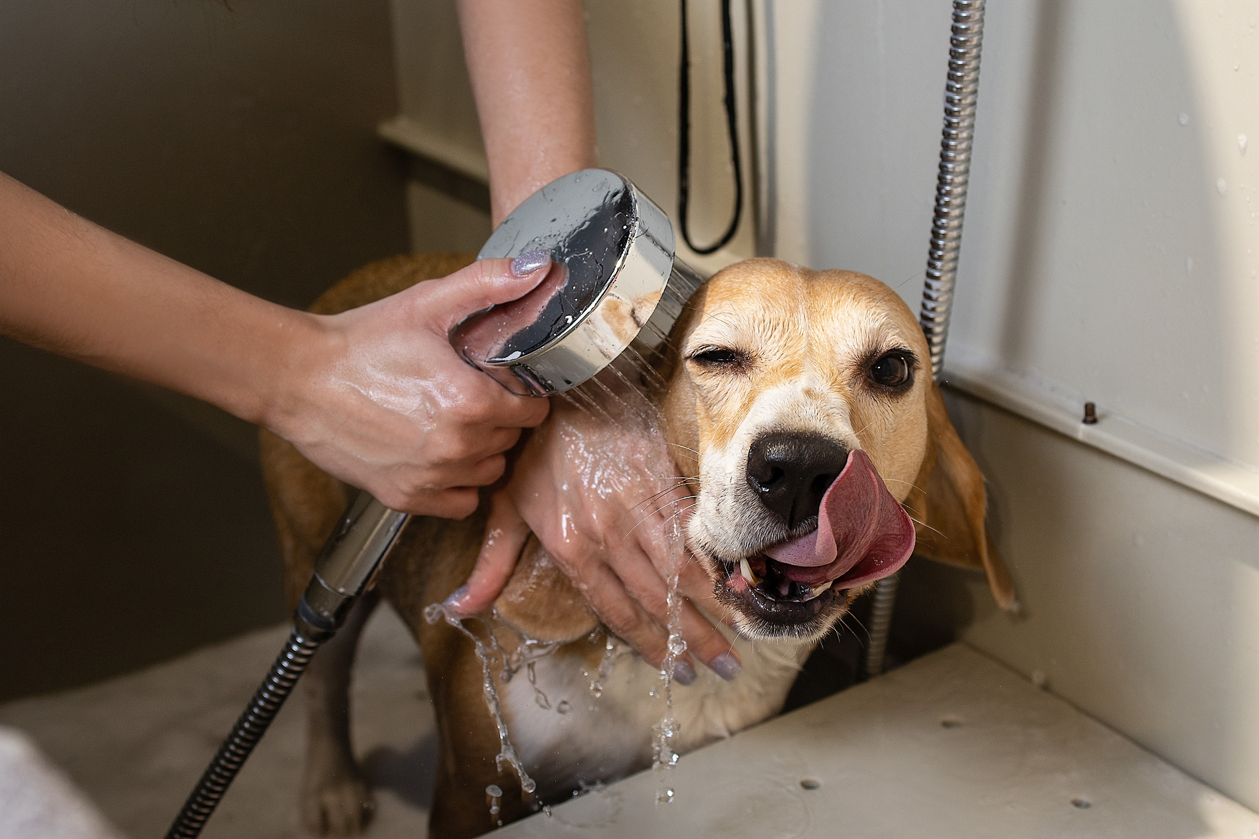 Репортаж из груминг салона. Фотограф. Фотограф-анималист. Москва