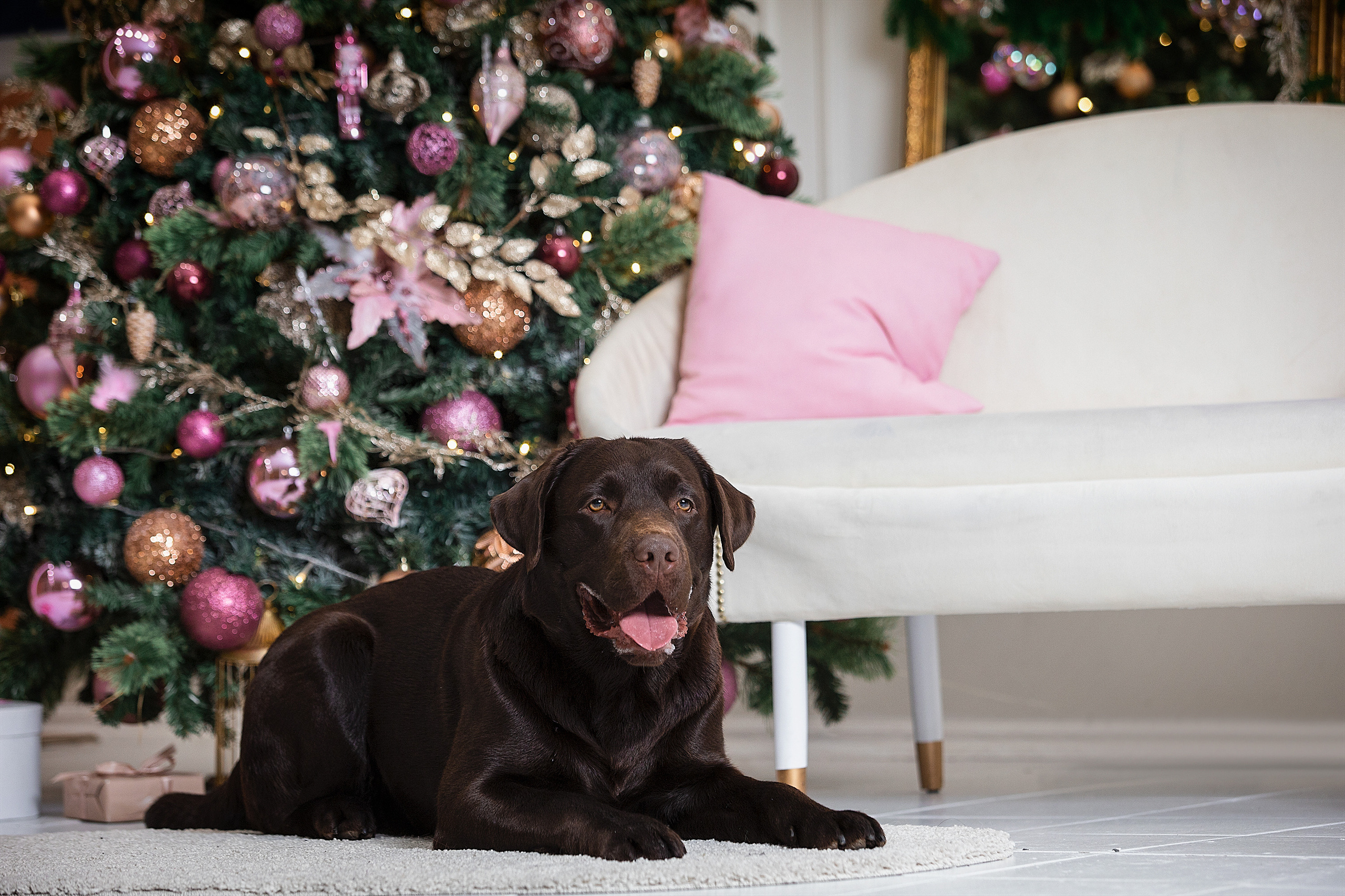 Семейные фотосессии с питомцами. Фотограф. Фотограф-анималист. Москва