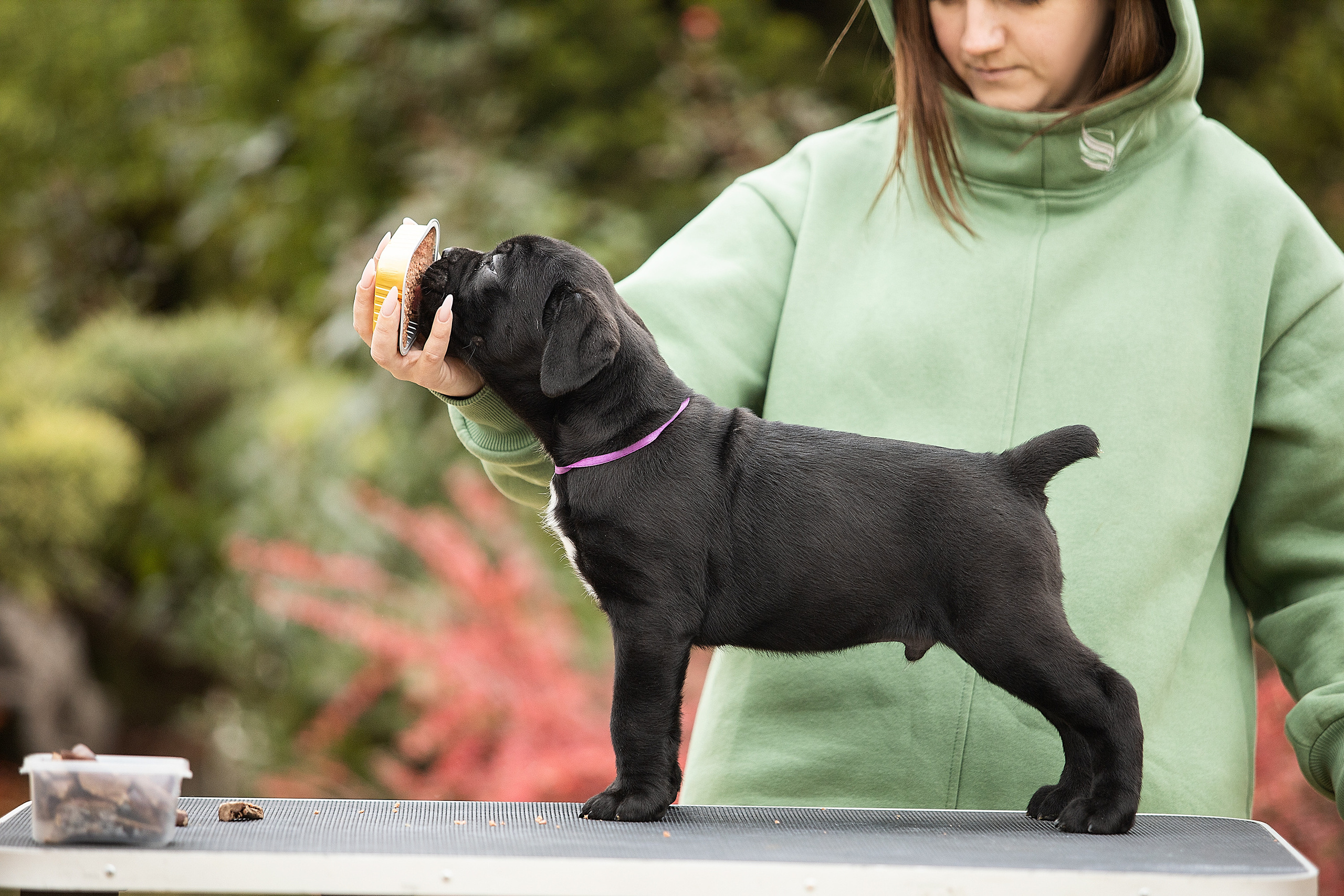 Фотосессии помётов щенков. Фотограф. Фотограф-анималист. Москва