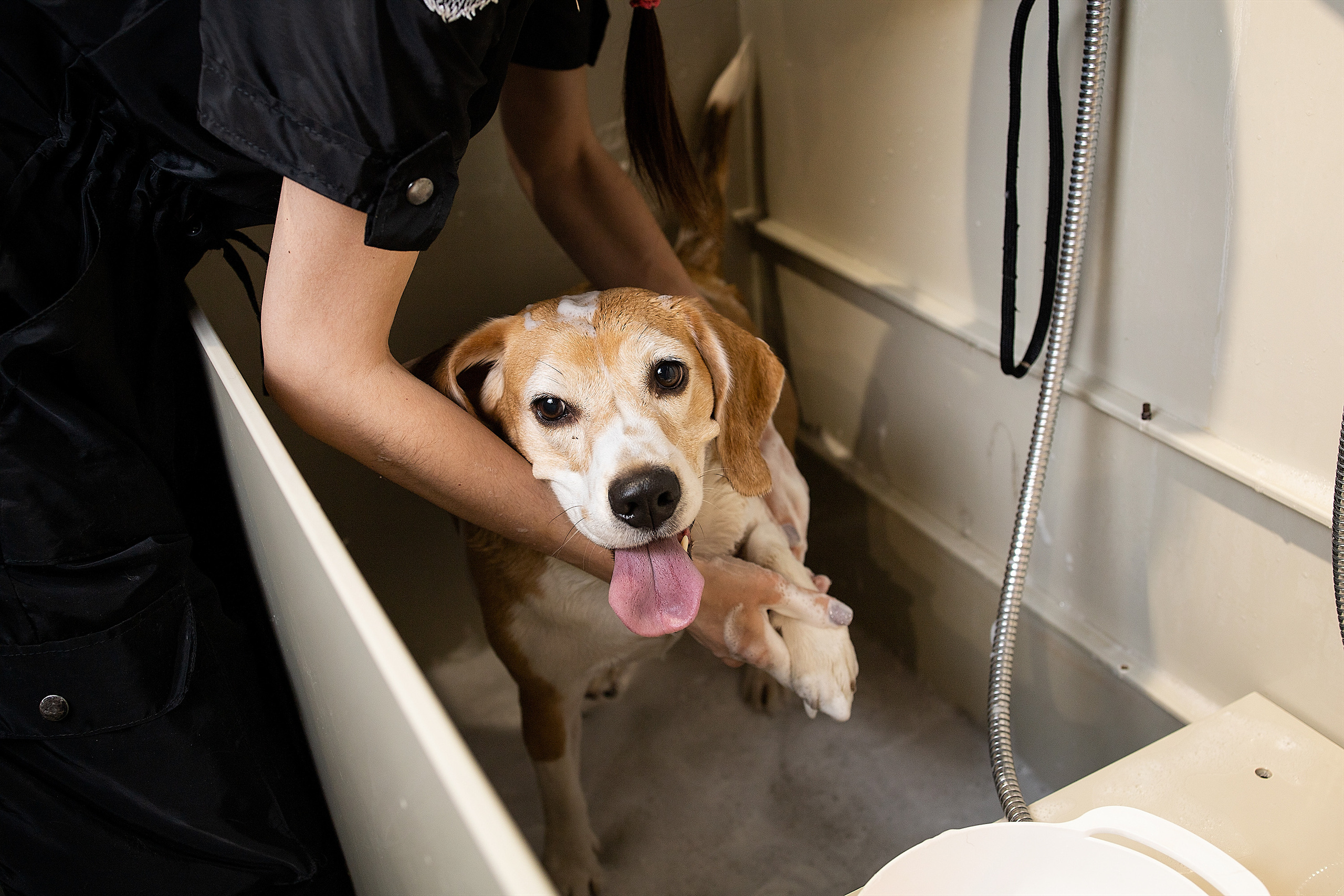 Репортаж из груминг салона. Фотограф. Фотограф-анималист. Москва