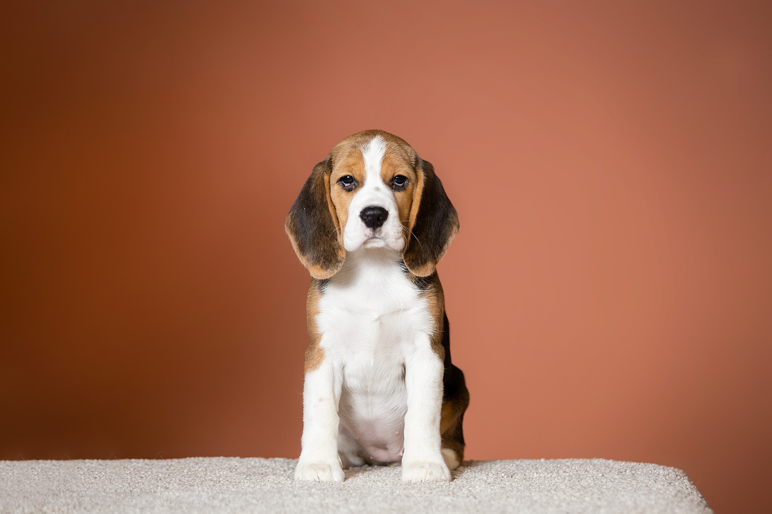 Фотосессии помётов щенков. Фотограф. Фотограф-анималист. Москва