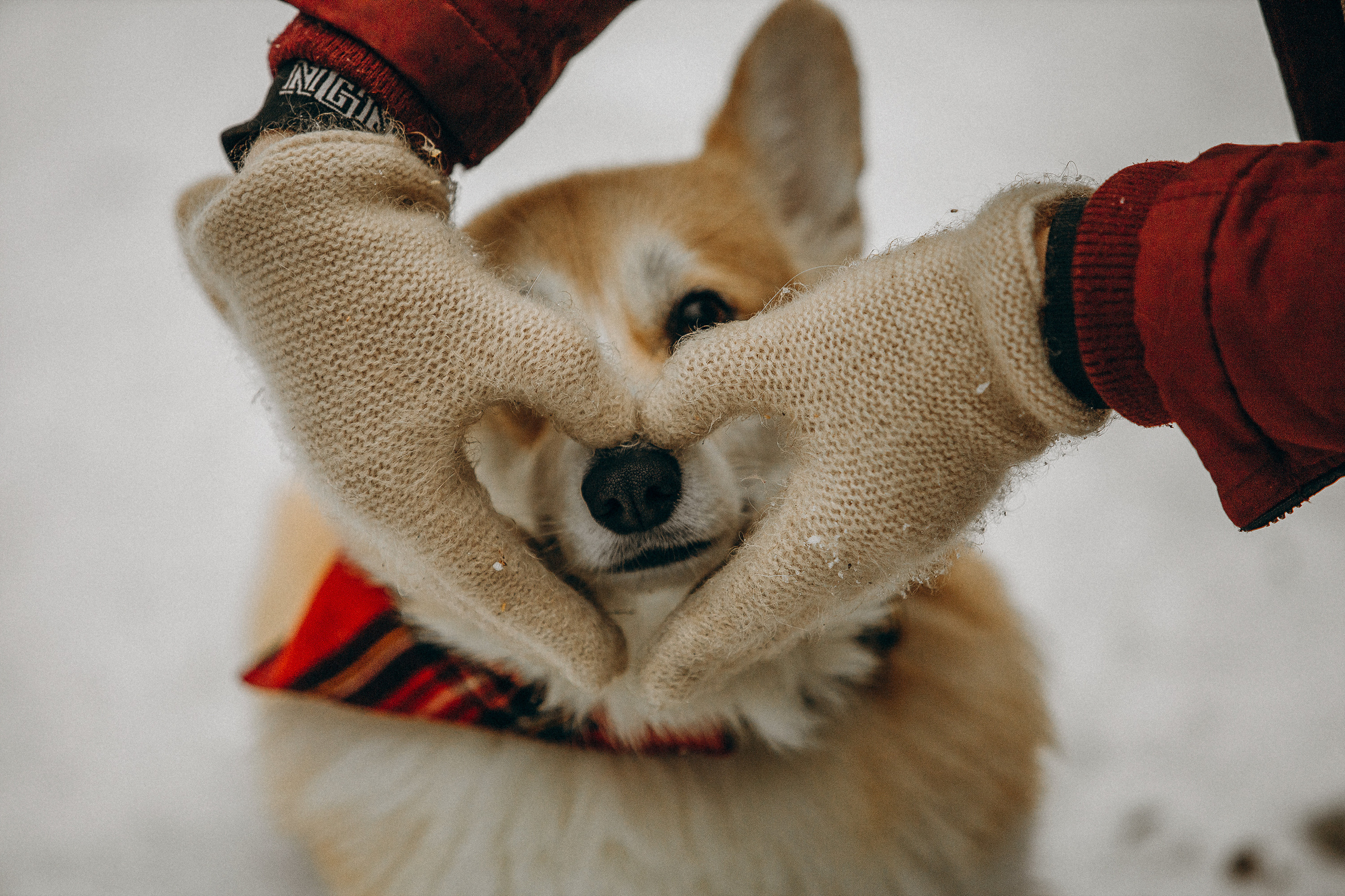 Художественная фотосессия с корги. Фотограф. Фотограф-анималист. Москва