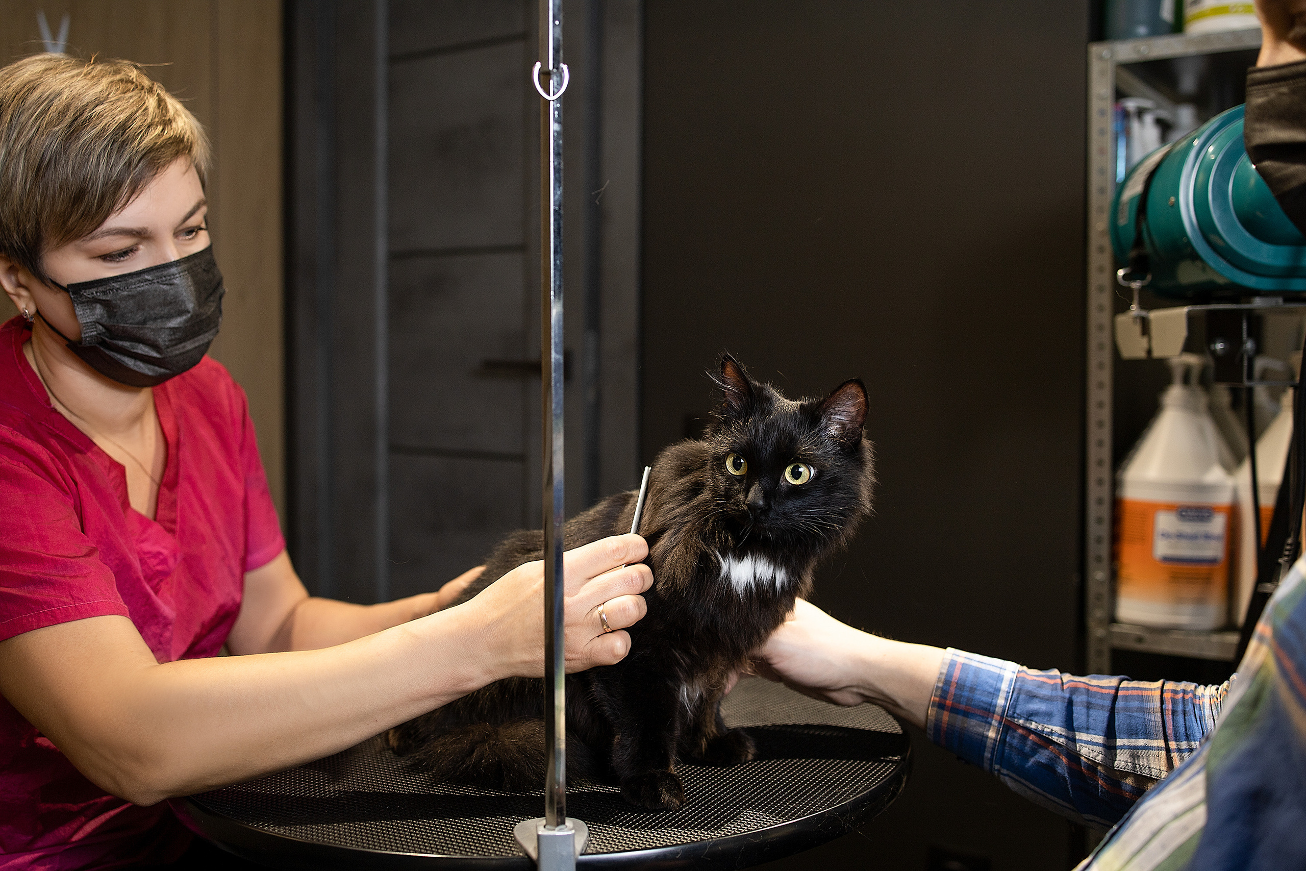 Репортаж из груминг салона. Фотограф. Фотограф-анималист. Москва