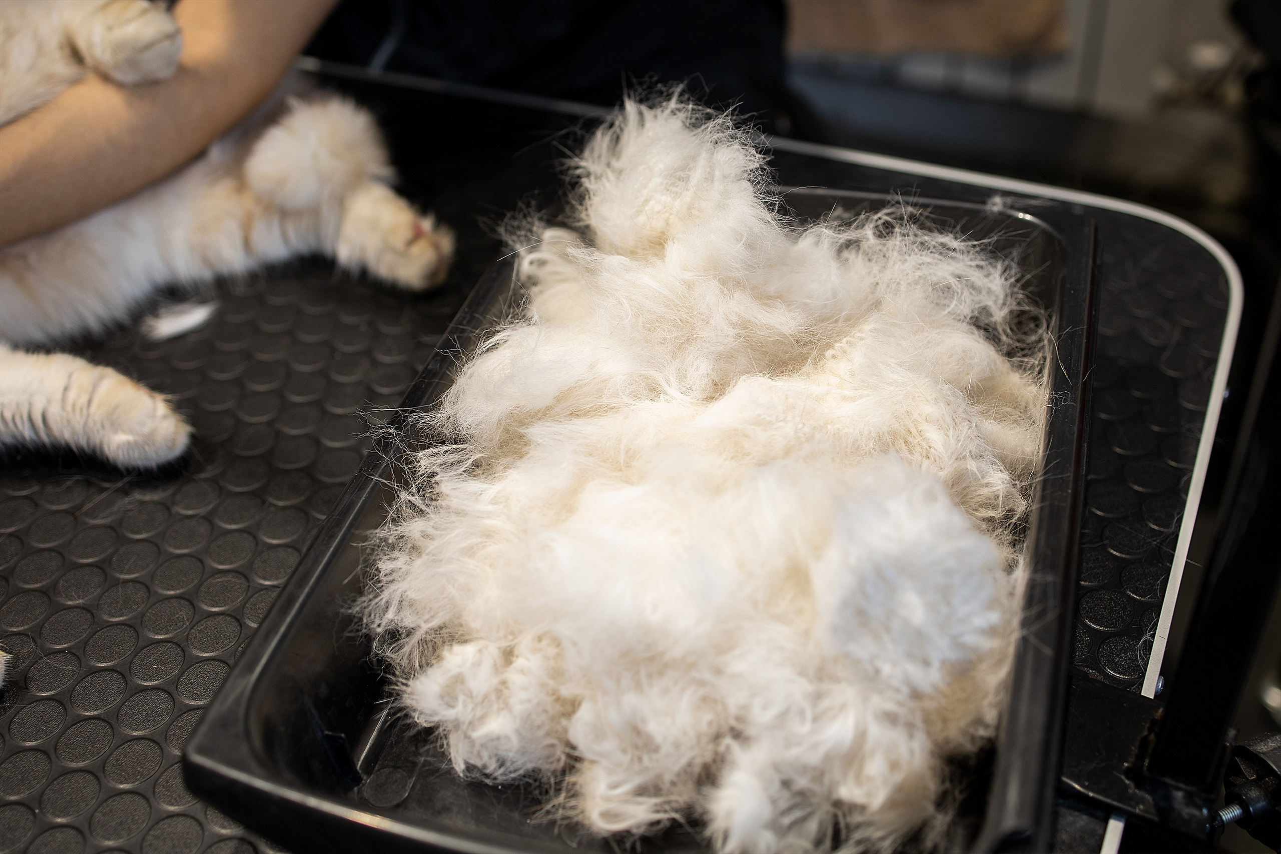 Репортаж из груминг салона. Фотограф. Фотограф-анималист. Москва