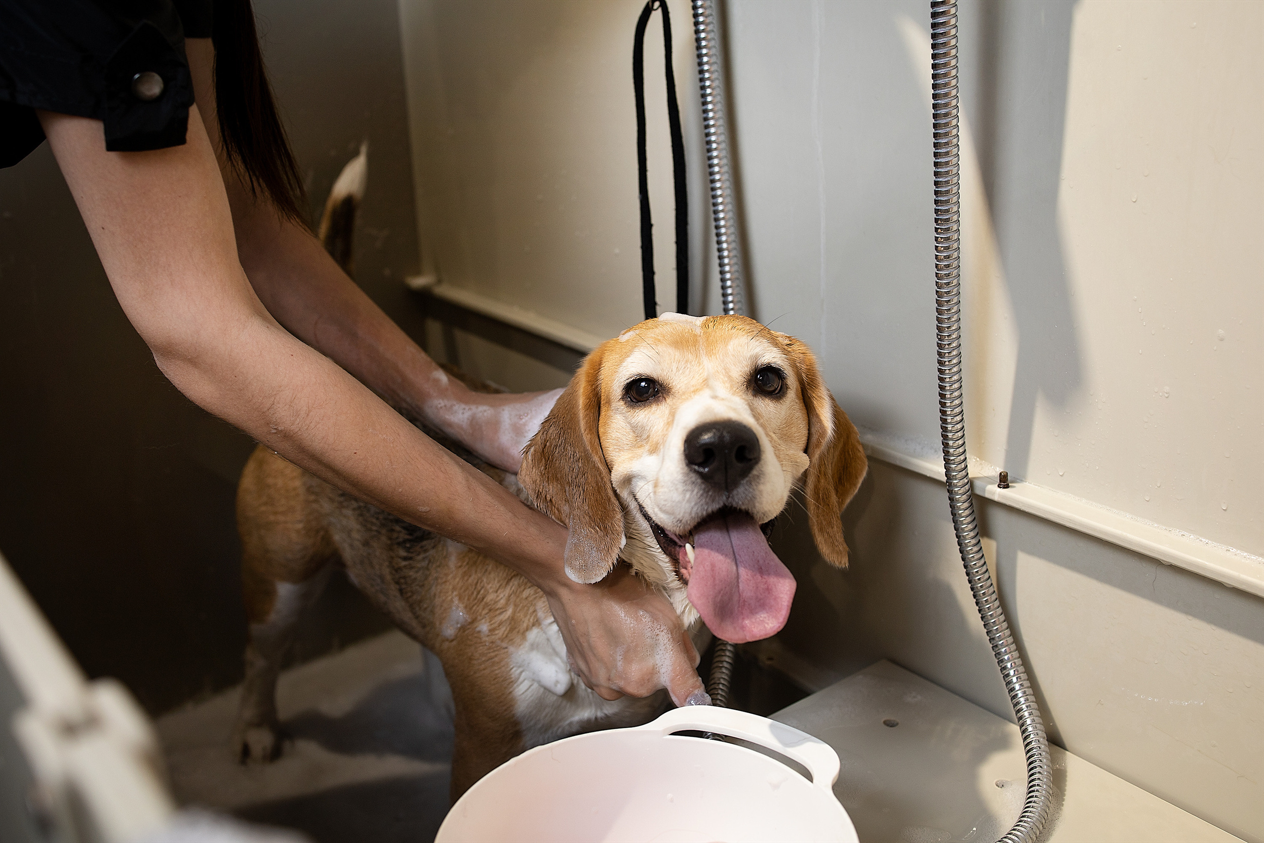 Репортаж из груминг салона. Фотограф. Фотограф-анималист. Москва