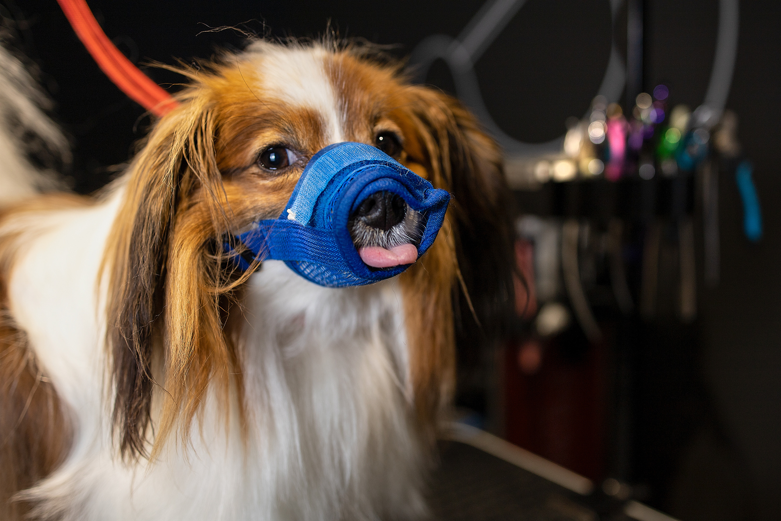 Репортаж из груминг салона. Фотограф. Фотограф-анималист. Москва