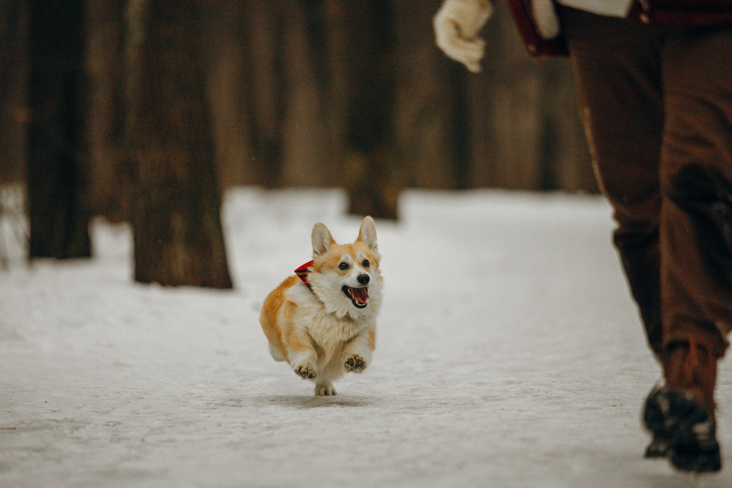 Художественная фотосессия с корги. Фотограф. Фотограф-анималист. Москва
