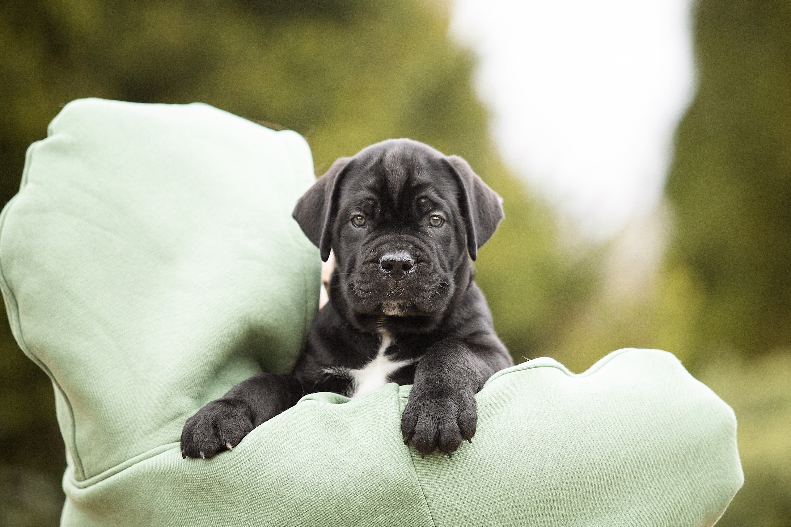 Фотосессии помётов щенков. Фотограф. Фотограф-анималист. Москва