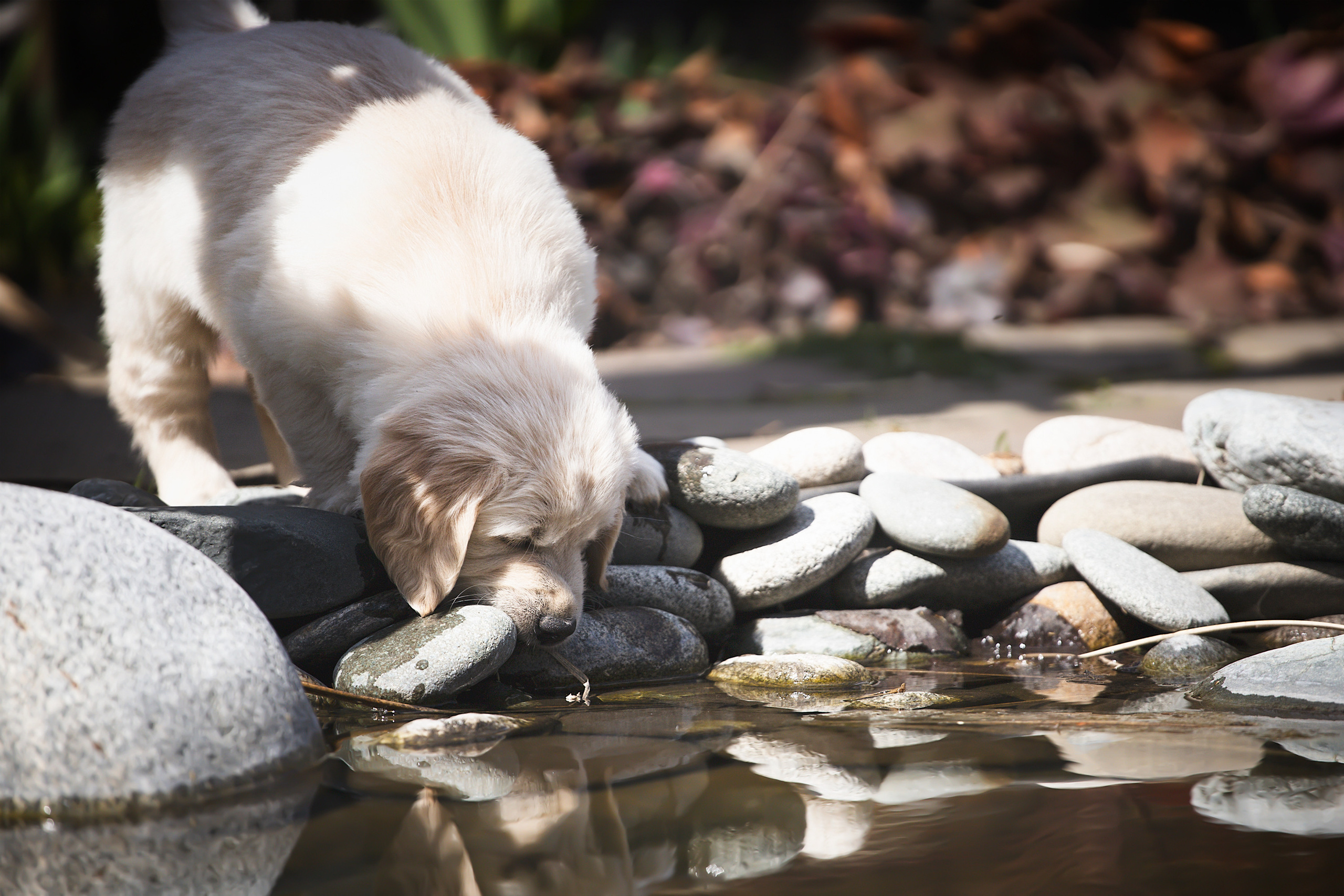 Фотосессии помётов щенков. Фотограф. Фотограф-анималист. Москва