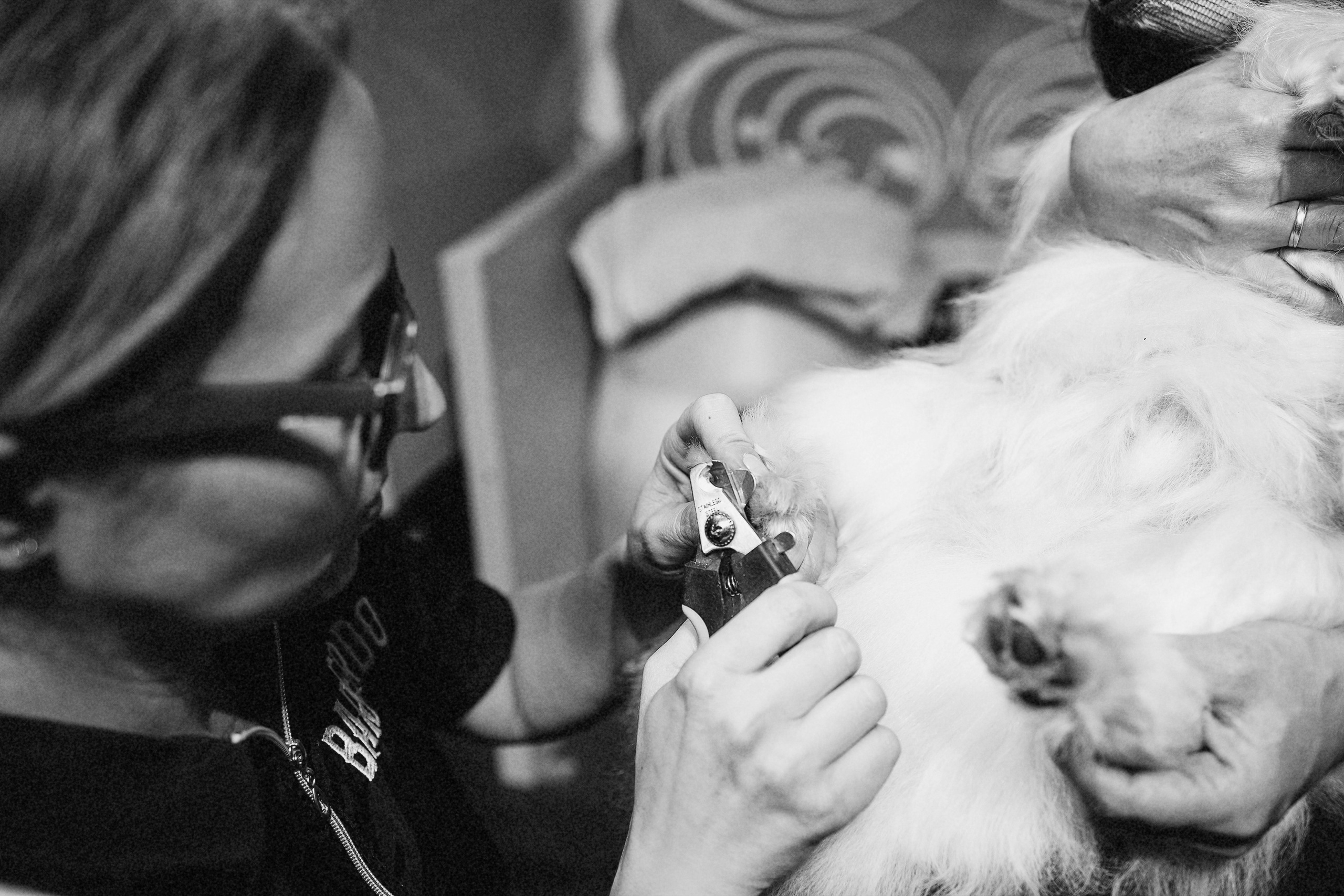 Репортаж из груминг салона. Фотограф. Фотограф-анималист. Москва