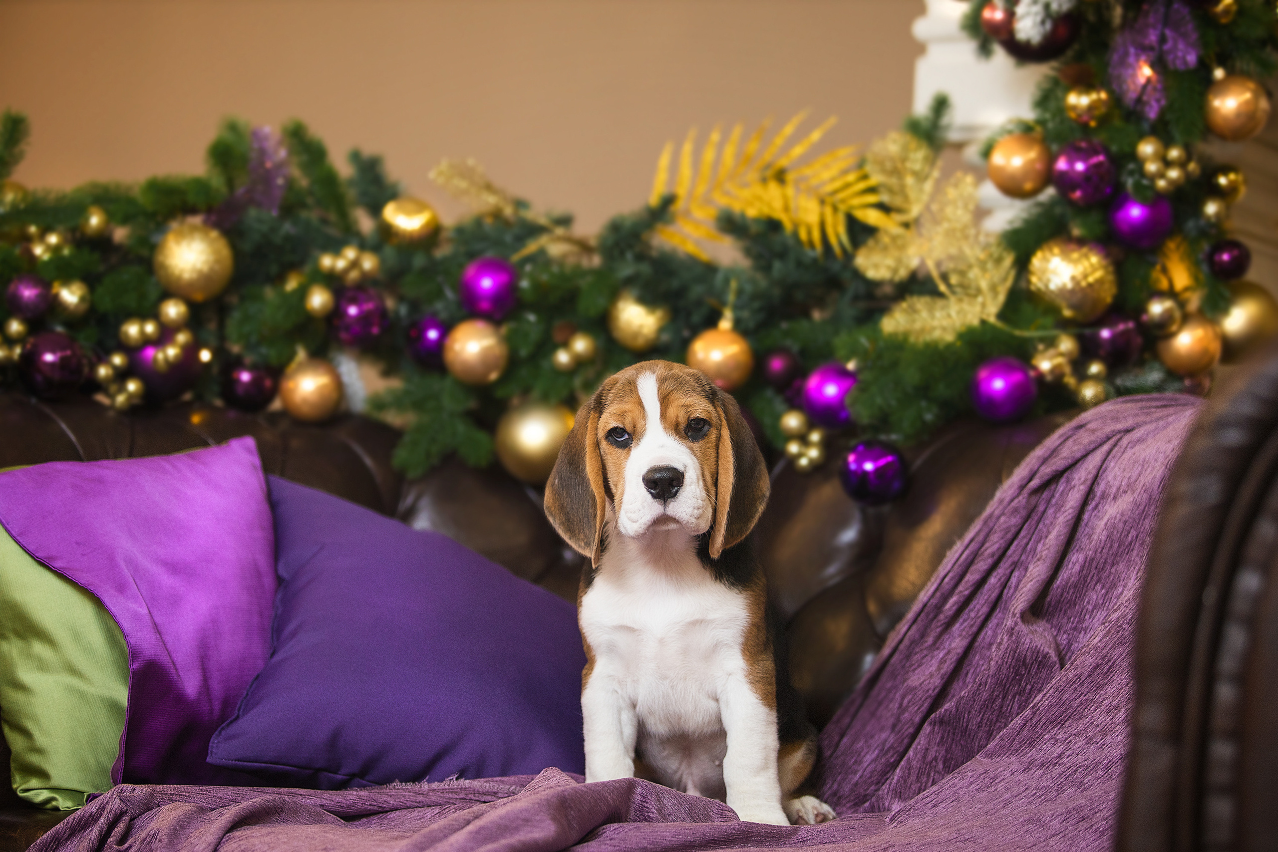 Фотосессии помётов щенков. Фотограф. Фотограф-анималист. Москва