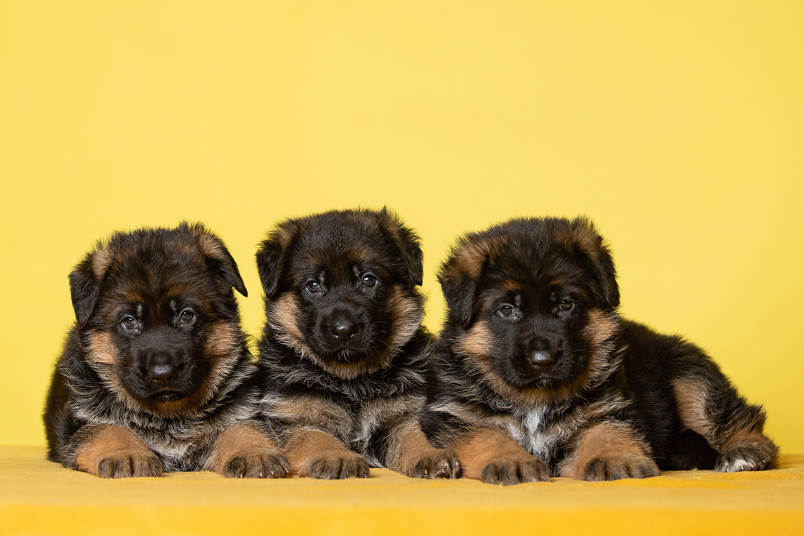 Фотосессии помётов щенков. Фотограф. Фотограф-анималист. Москва