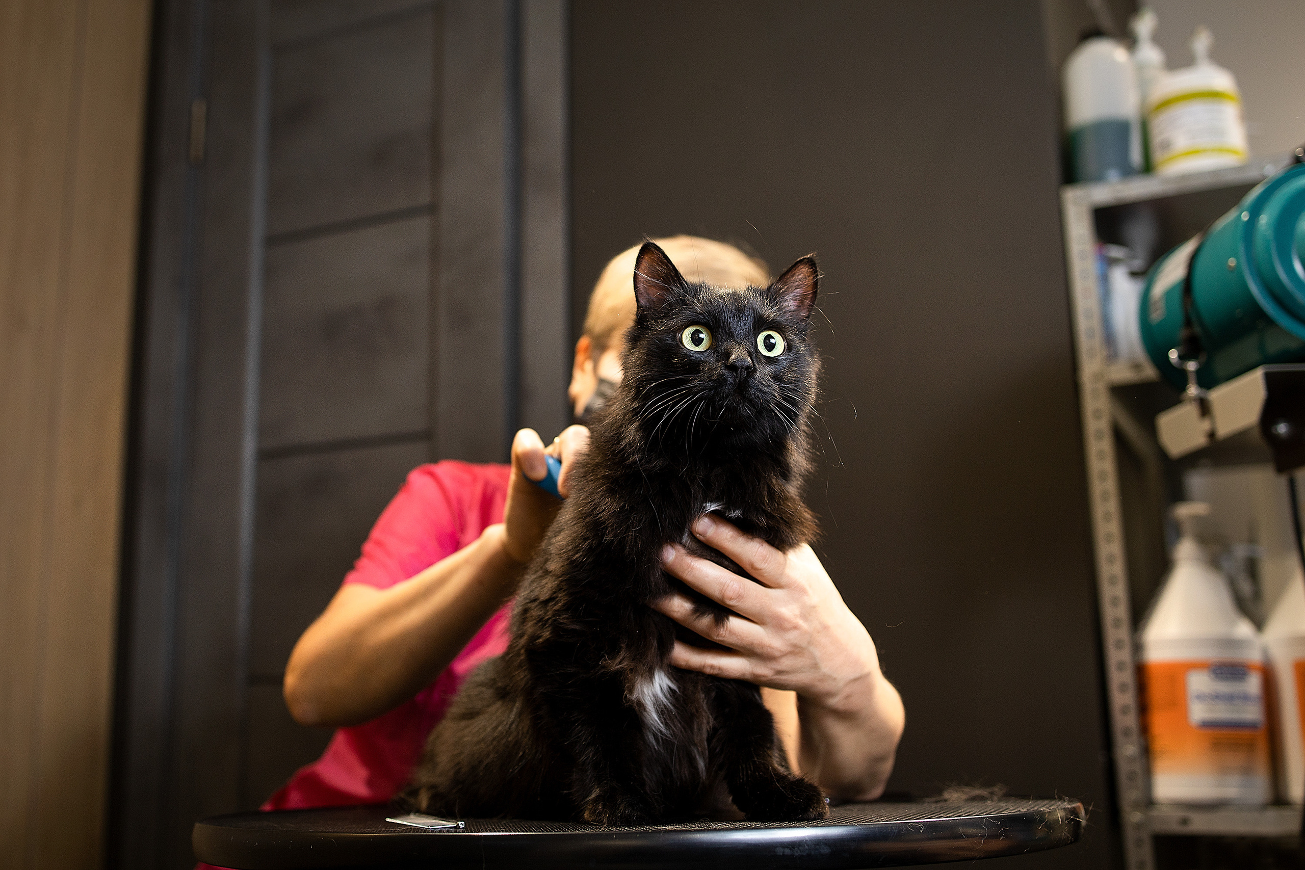 Репортаж из груминг салона. Фотограф. Фотограф-анималист. Москва