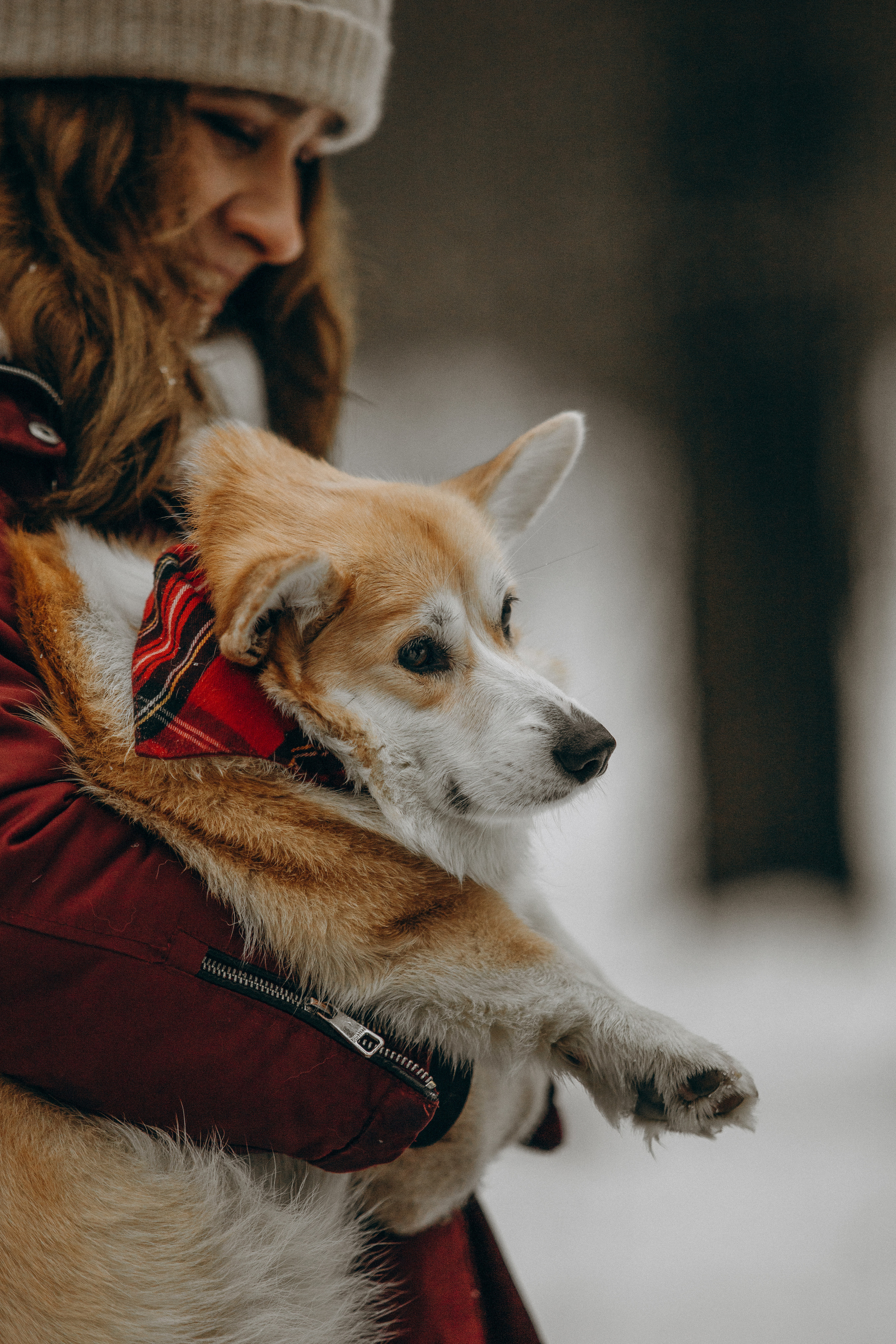 Художественная фотосессия с корги. Фотограф. Фотограф-анималист. Москва
