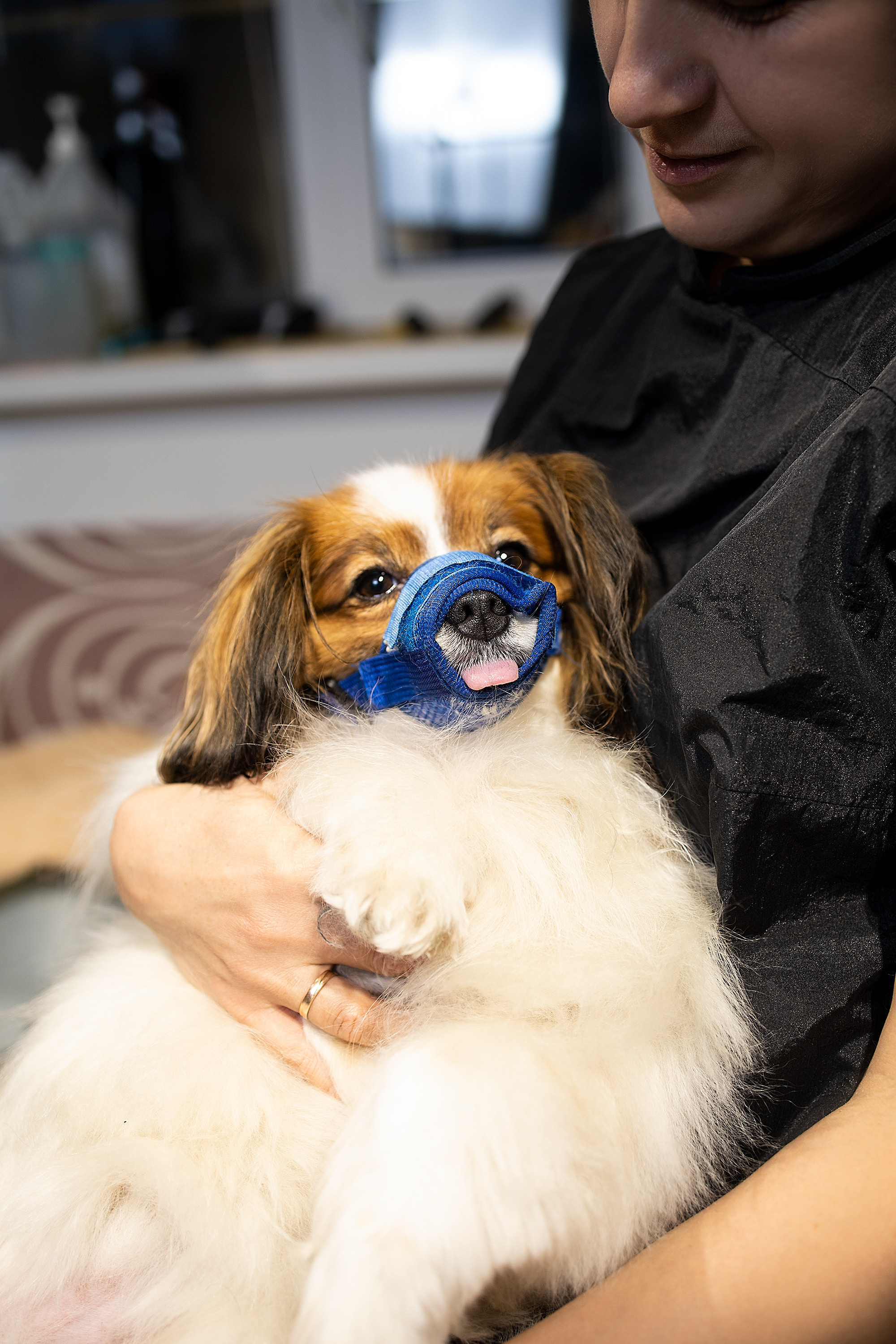 Репортаж из груминг салона. Фотограф. Фотограф-анималист. Москва