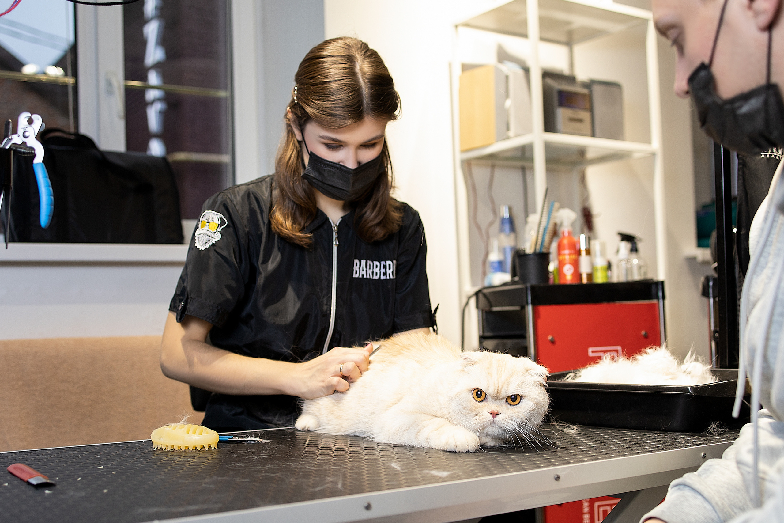 Репортаж из груминг салона. Фотограф. Фотограф-анималист. Москва