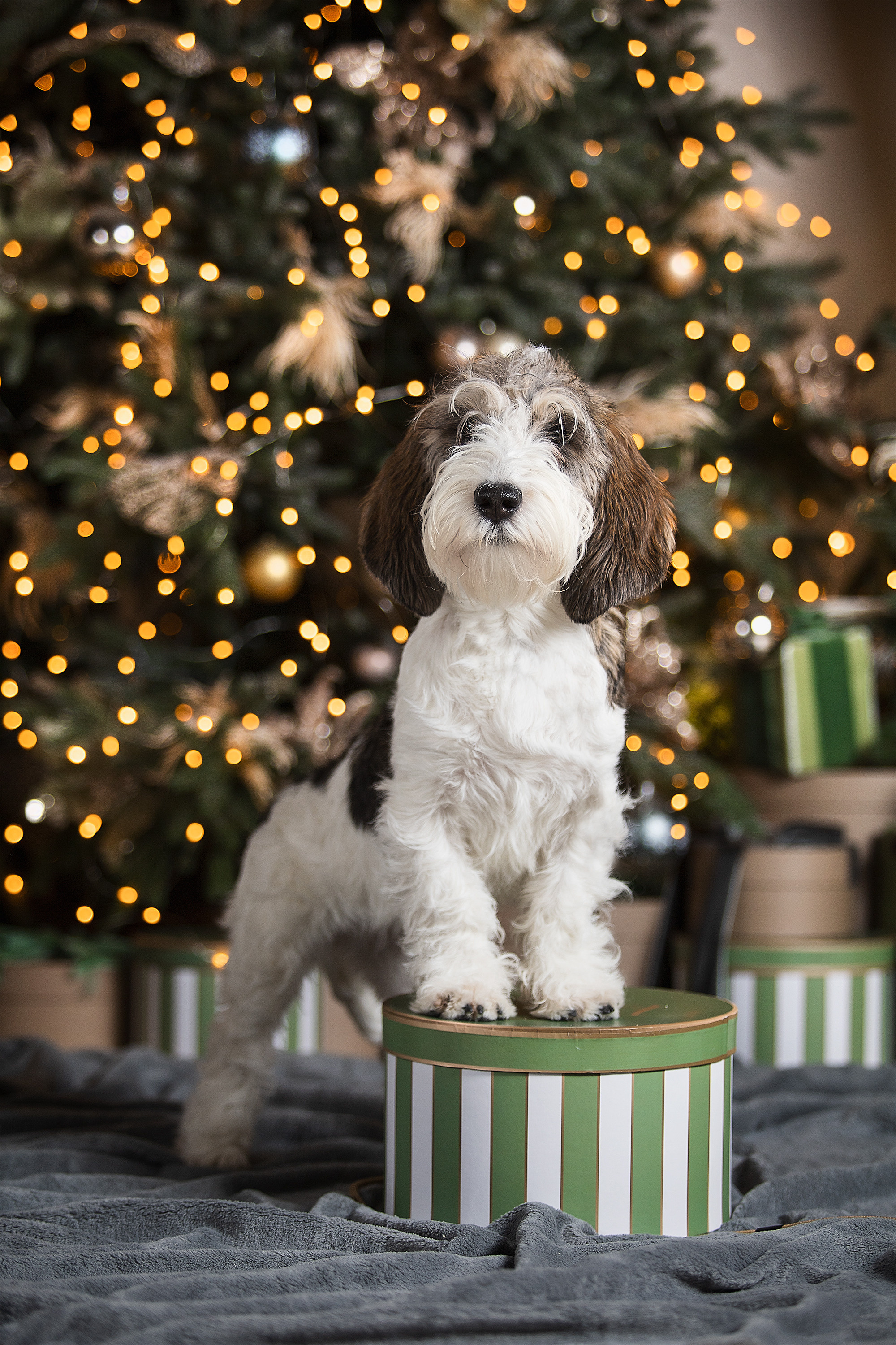 Студийные фотосессии. Фотограф. Фотограф-анималист. Москва
