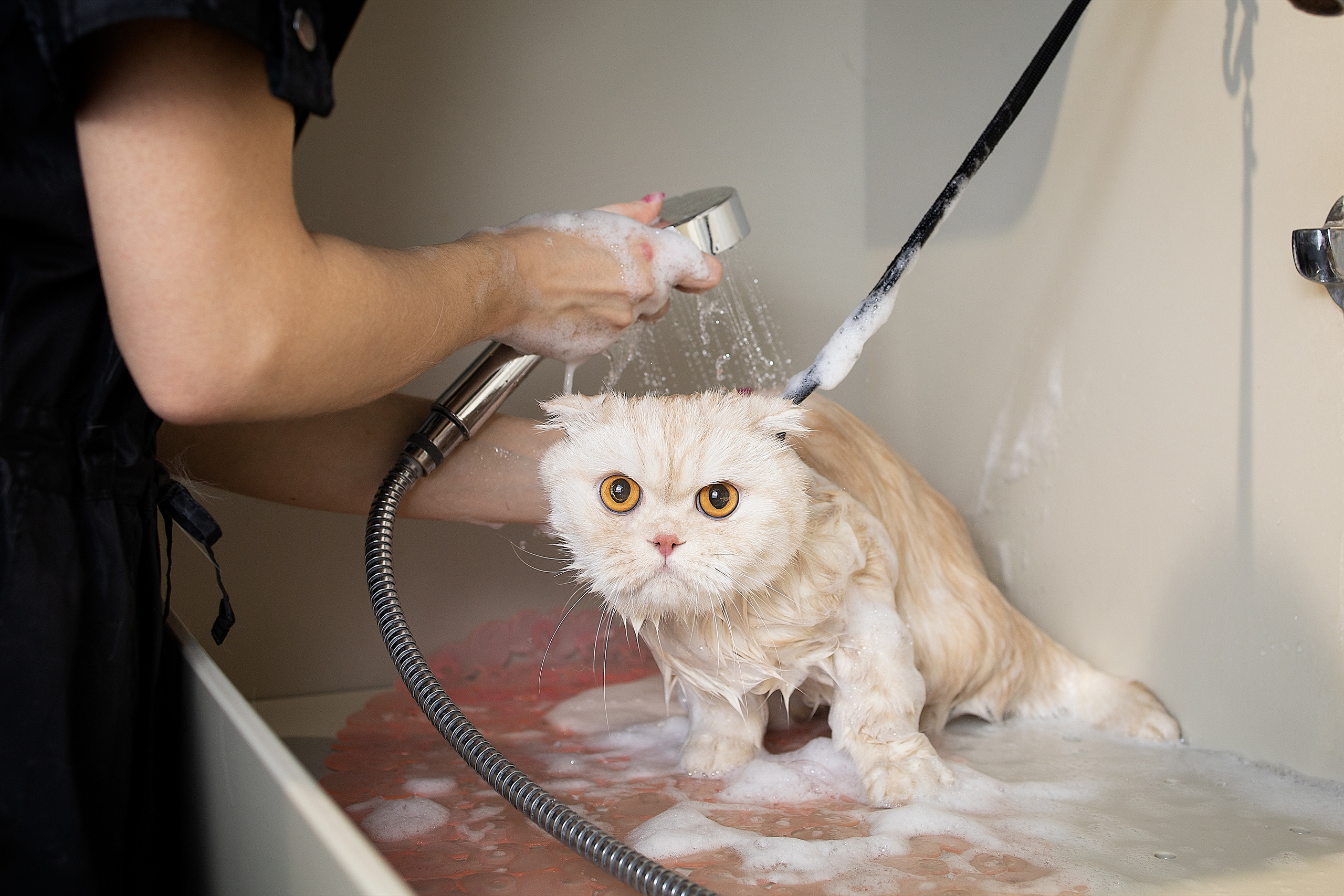 Репортаж из груминг салона. Фотограф. Фотограф-анималист. Москва