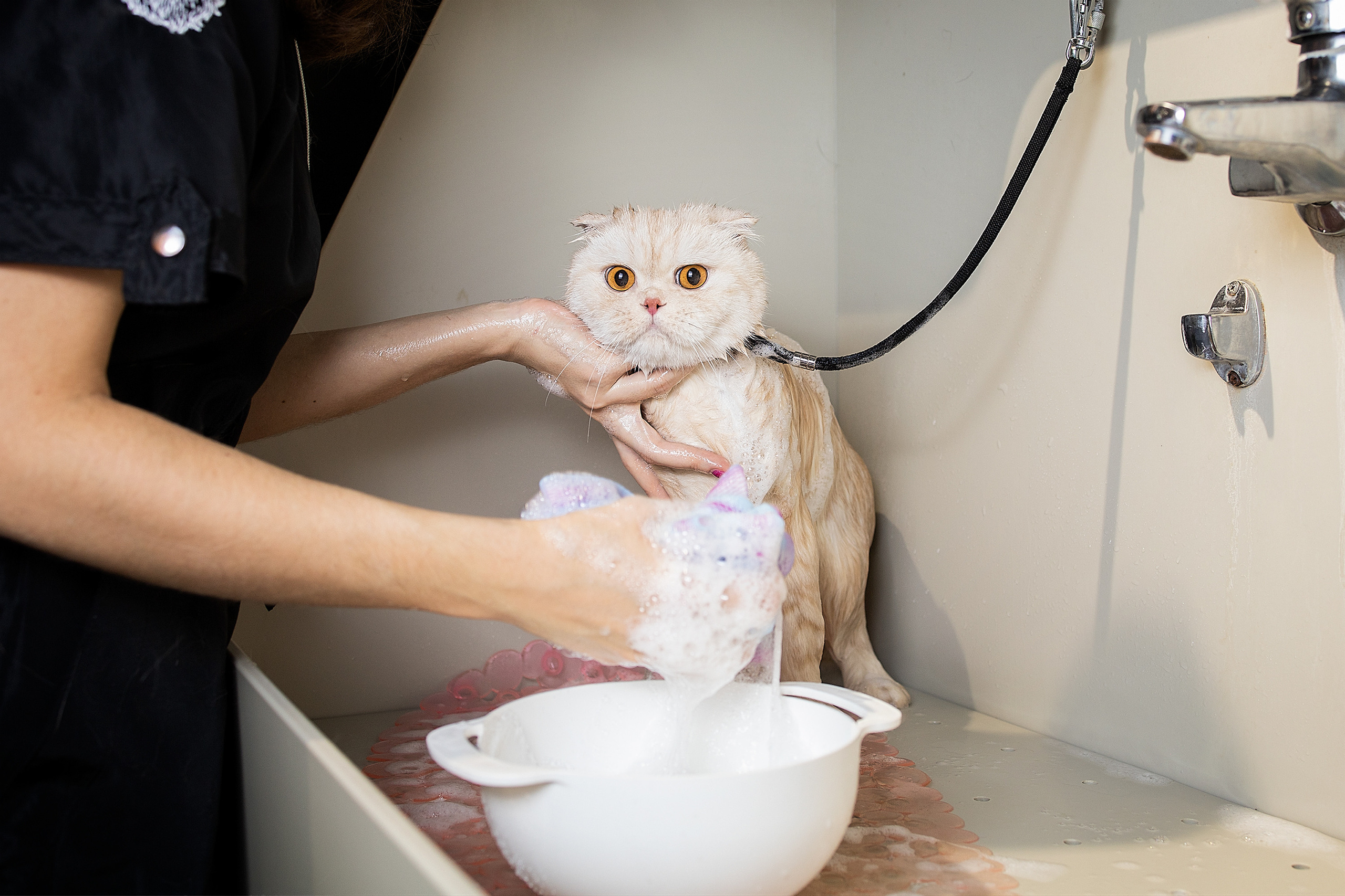 Репортаж из груминг салона. Фотограф. Фотограф-анималист. Москва