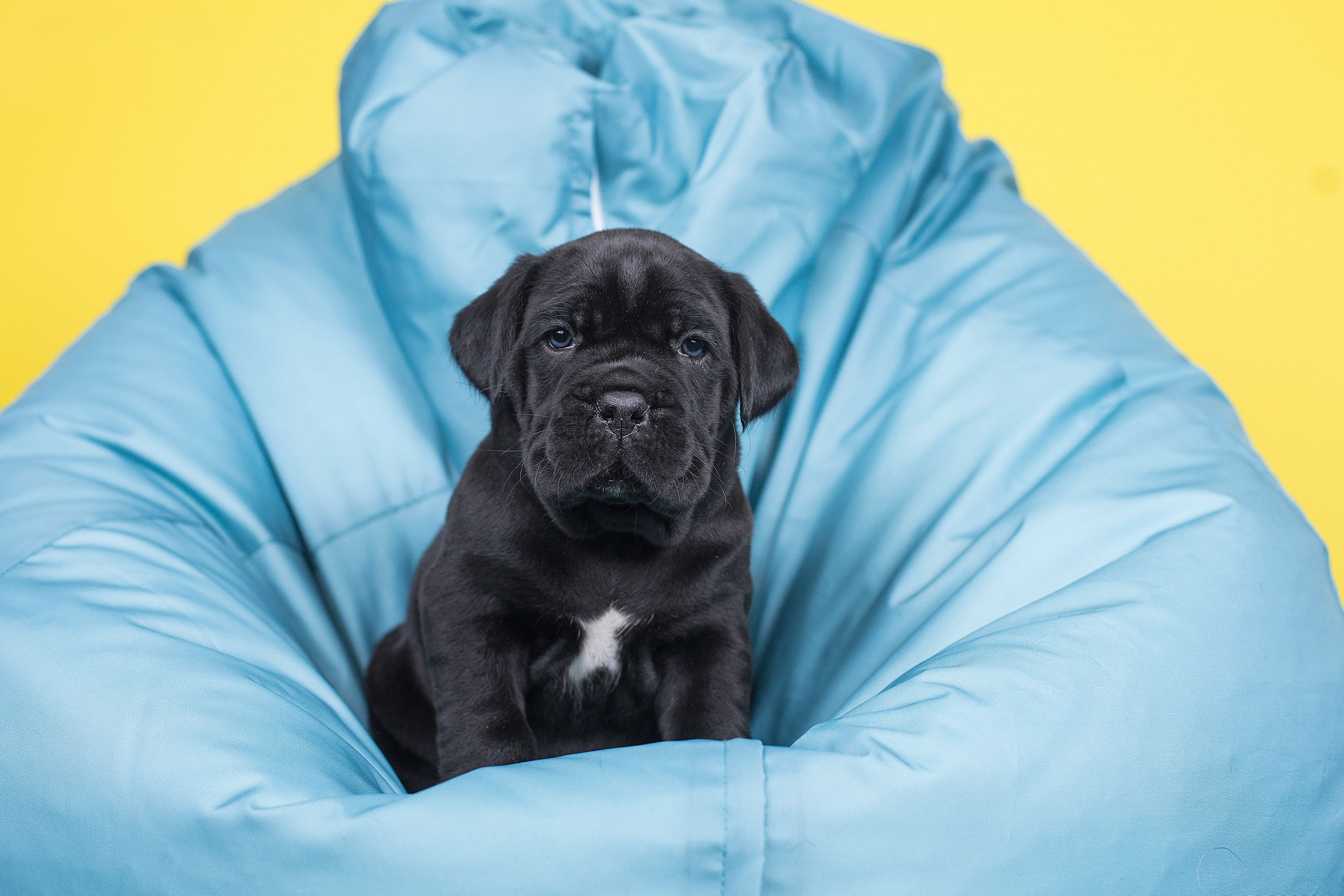 Фотосессии помётов щенков. Фотограф. Фотограф-анималист. Москва