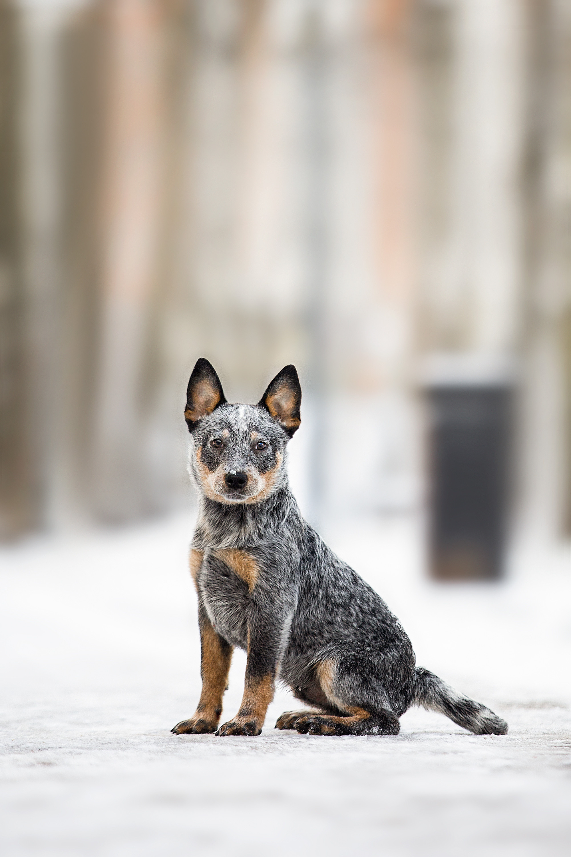 Фотосессии помётов щенков. Фотограф. Фотограф-анималист. Москва
