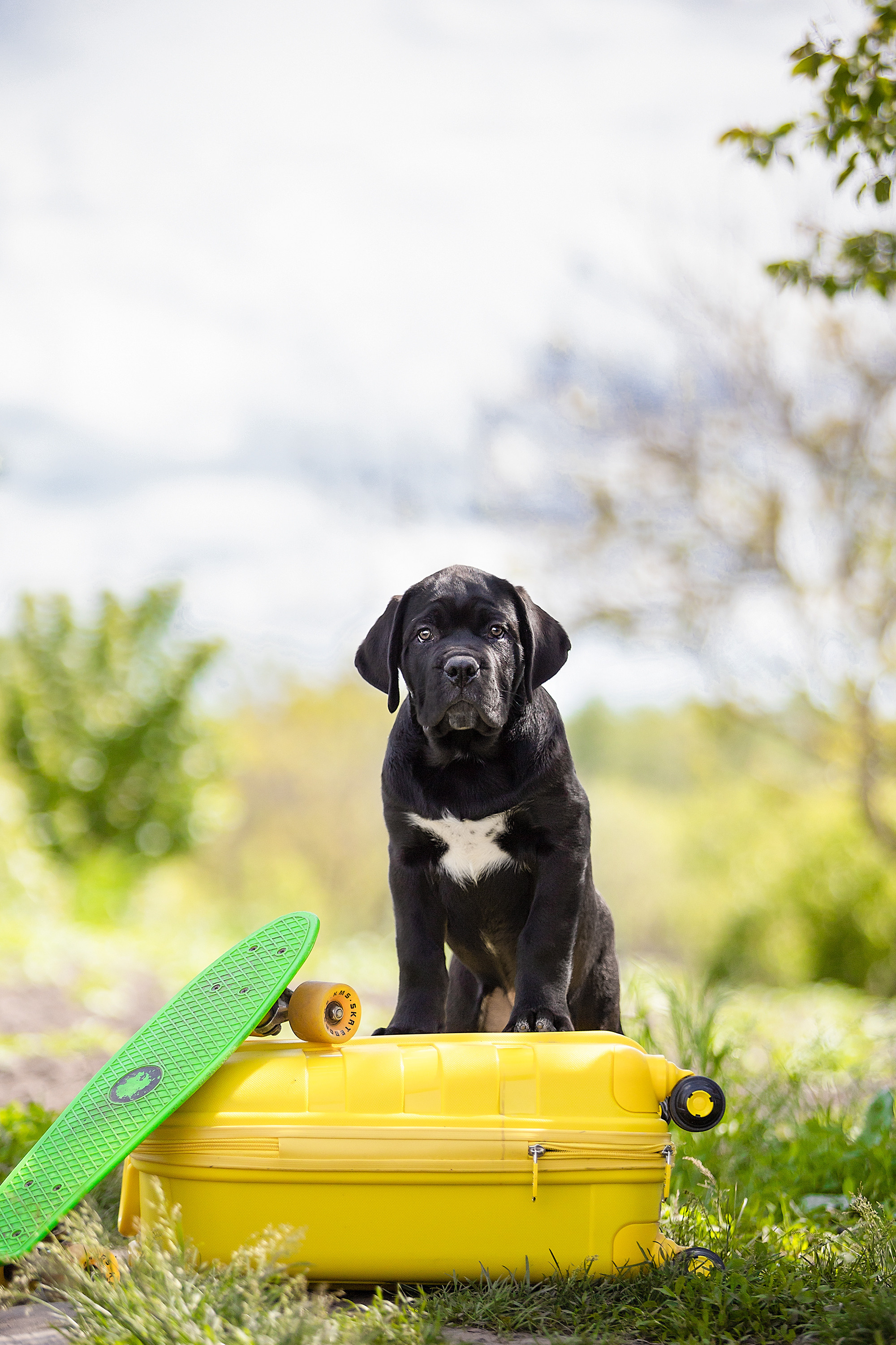 Фотосессии помётов щенков. Фотограф. Фотограф-анималист. Москва