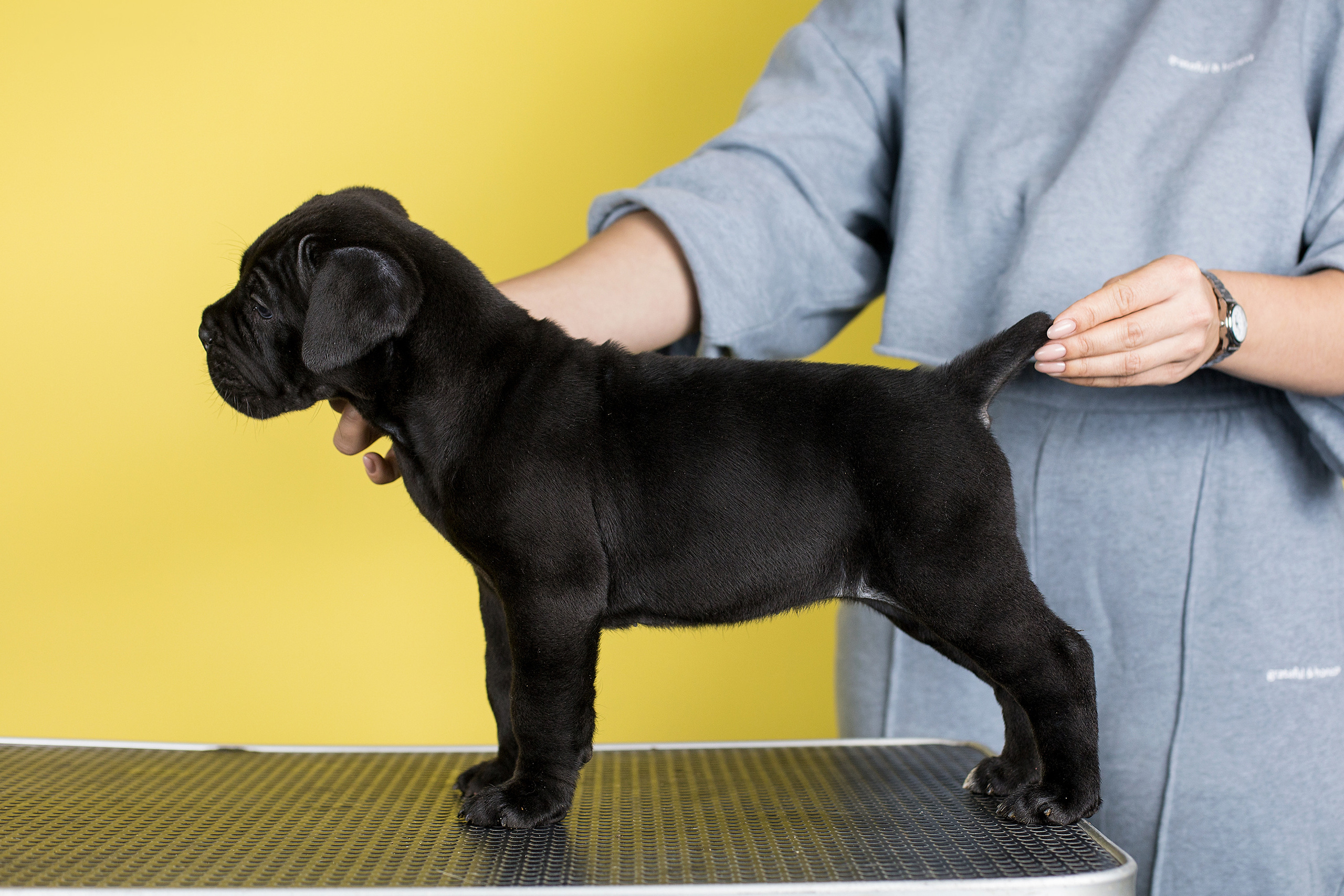 Фотосессии помётов щенков. Фотограф. Фотограф-анималист. Москва