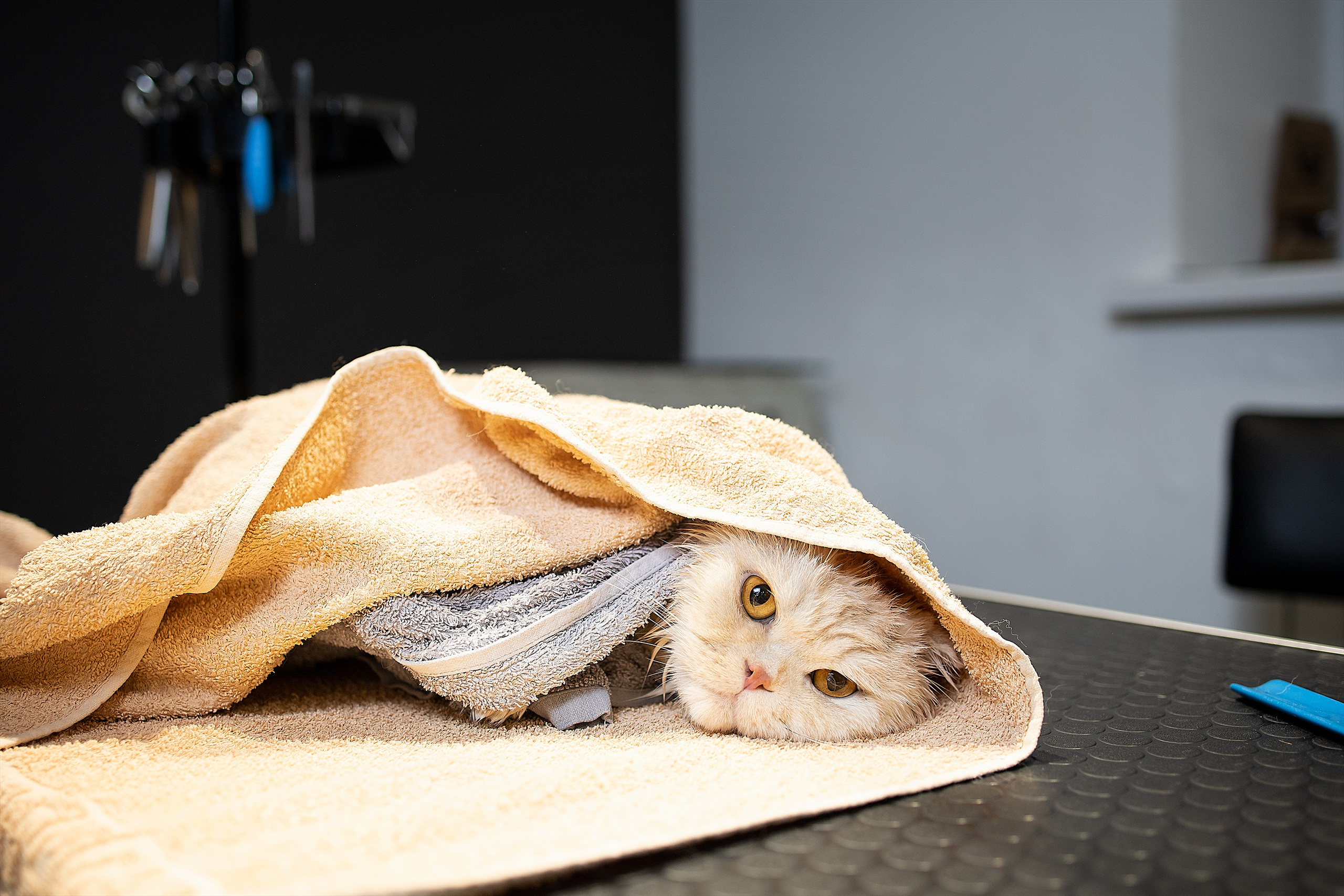 Репортаж из груминг салона. Фотограф. Фотограф-анималист. Москва