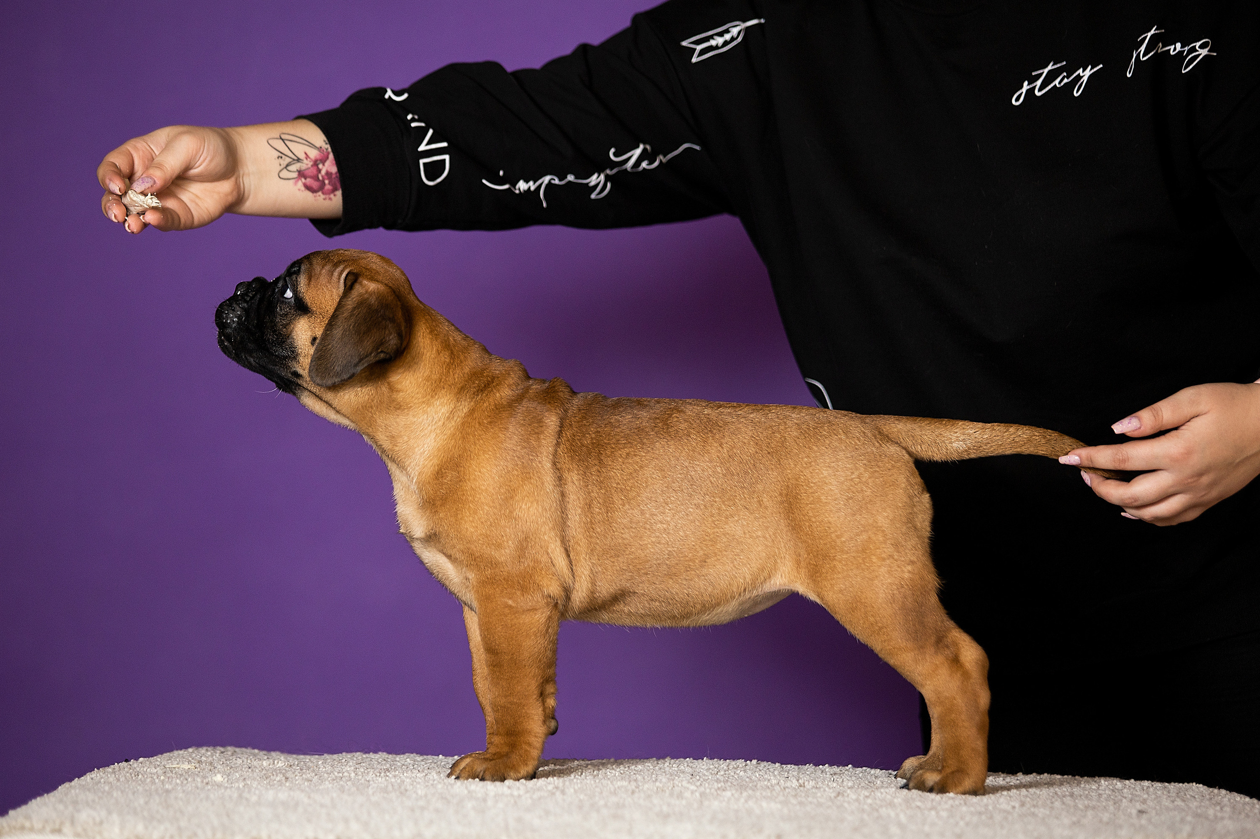 Фотосессии помётов щенков. Фотограф. Фотограф-анималист. Москва