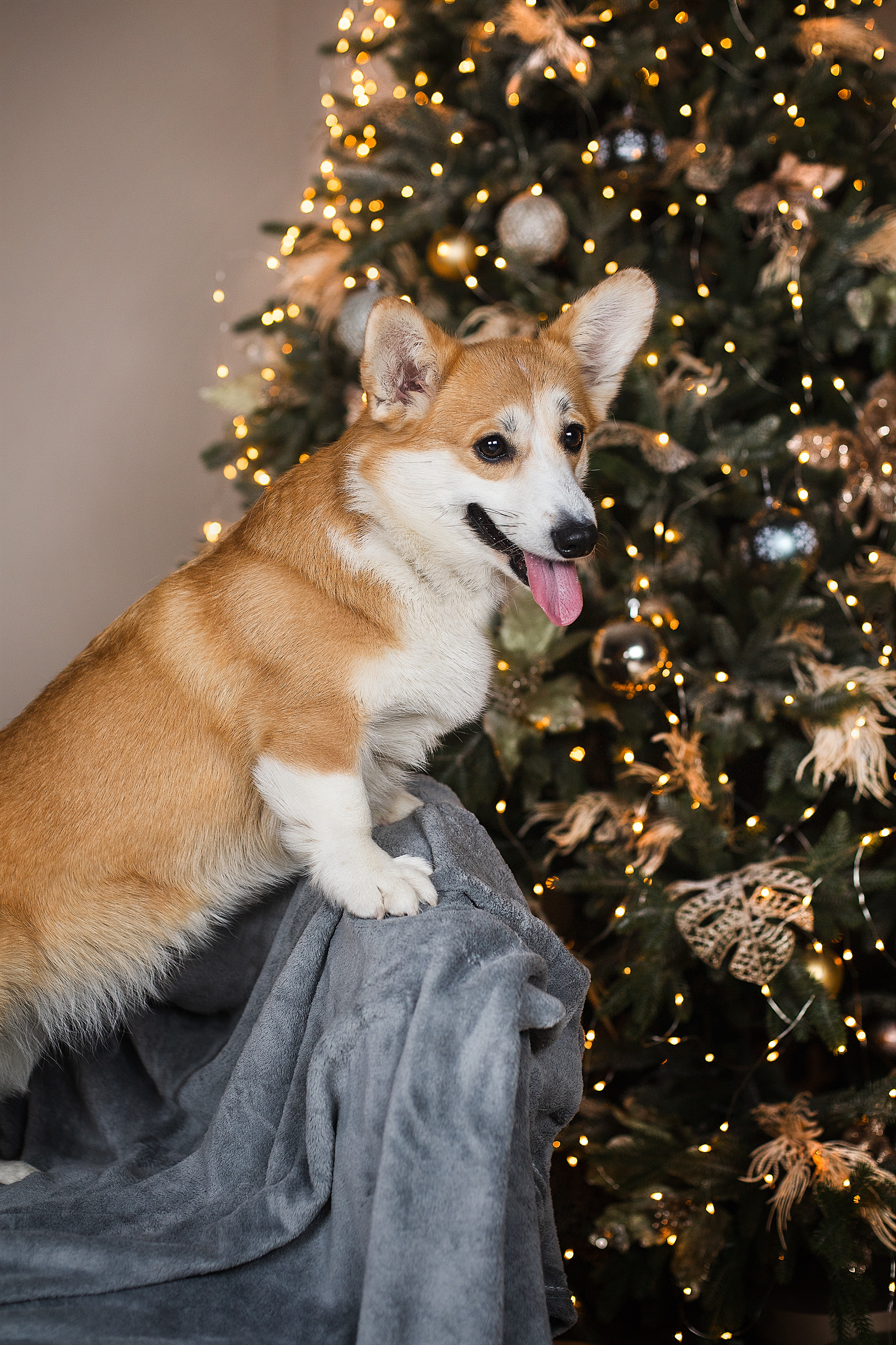Студийные фотосессии. Фотограф. Фотограф-анималист. Москва