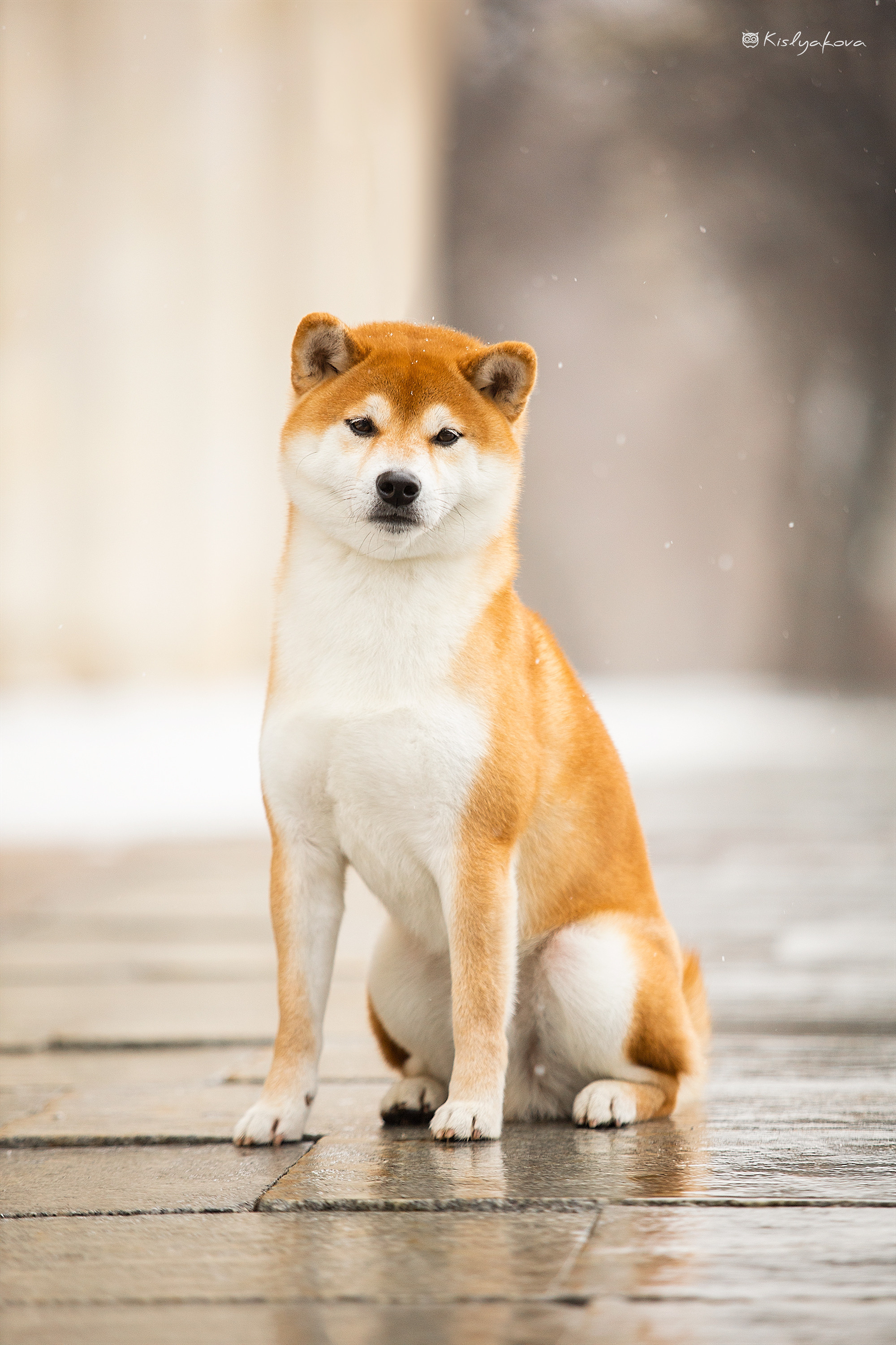 Экстерьерные фотосессии. Фотограф. Фотограф-анималист. Москва