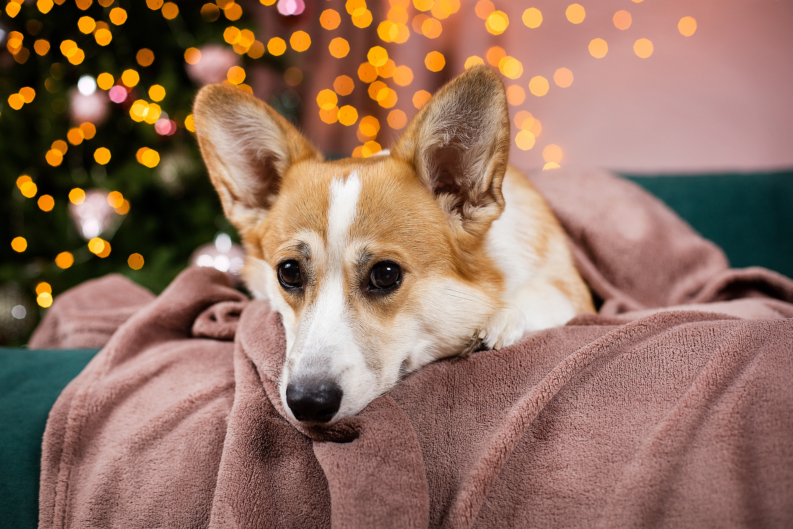 Студийные фотосессии. Фотограф. Фотограф-анималист. Москва