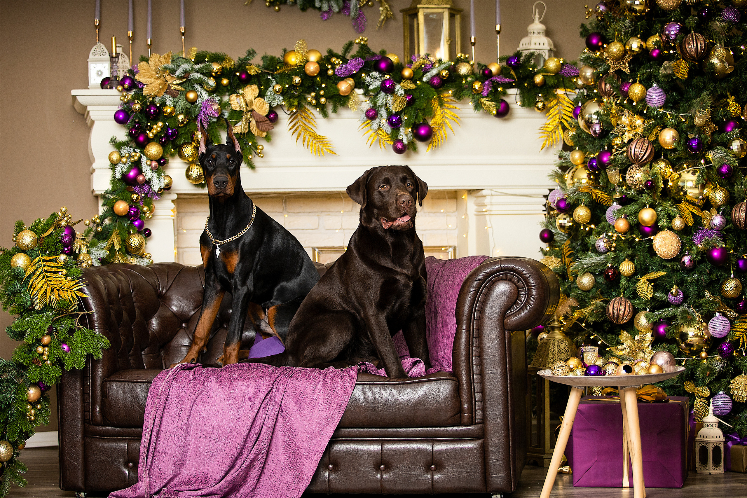 Семейные фотосессии с питомцами. Фотограф. Фотограф-анималист. Москва