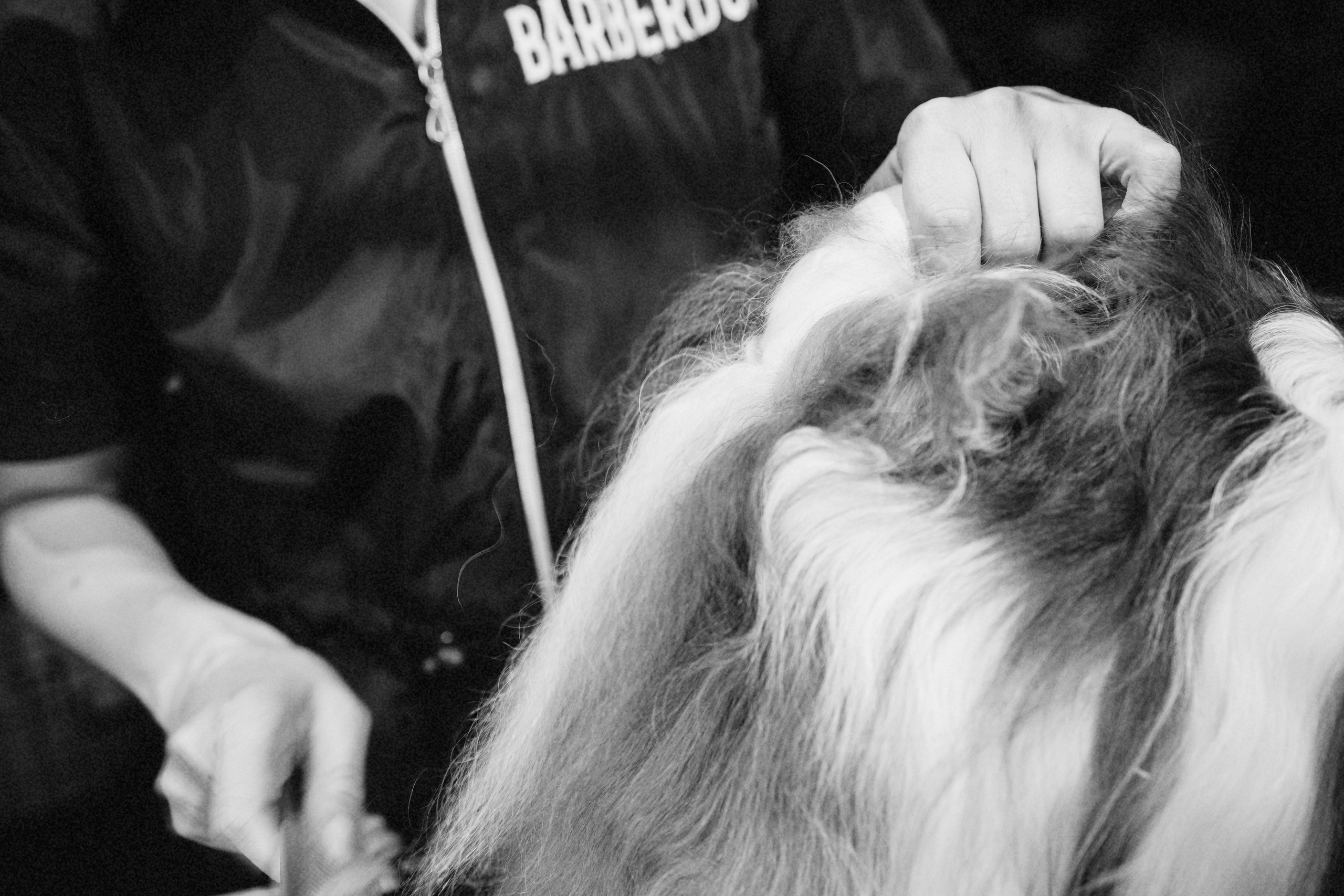 Репортаж из груминг салона. Фотограф. Фотограф-анималист. Москва