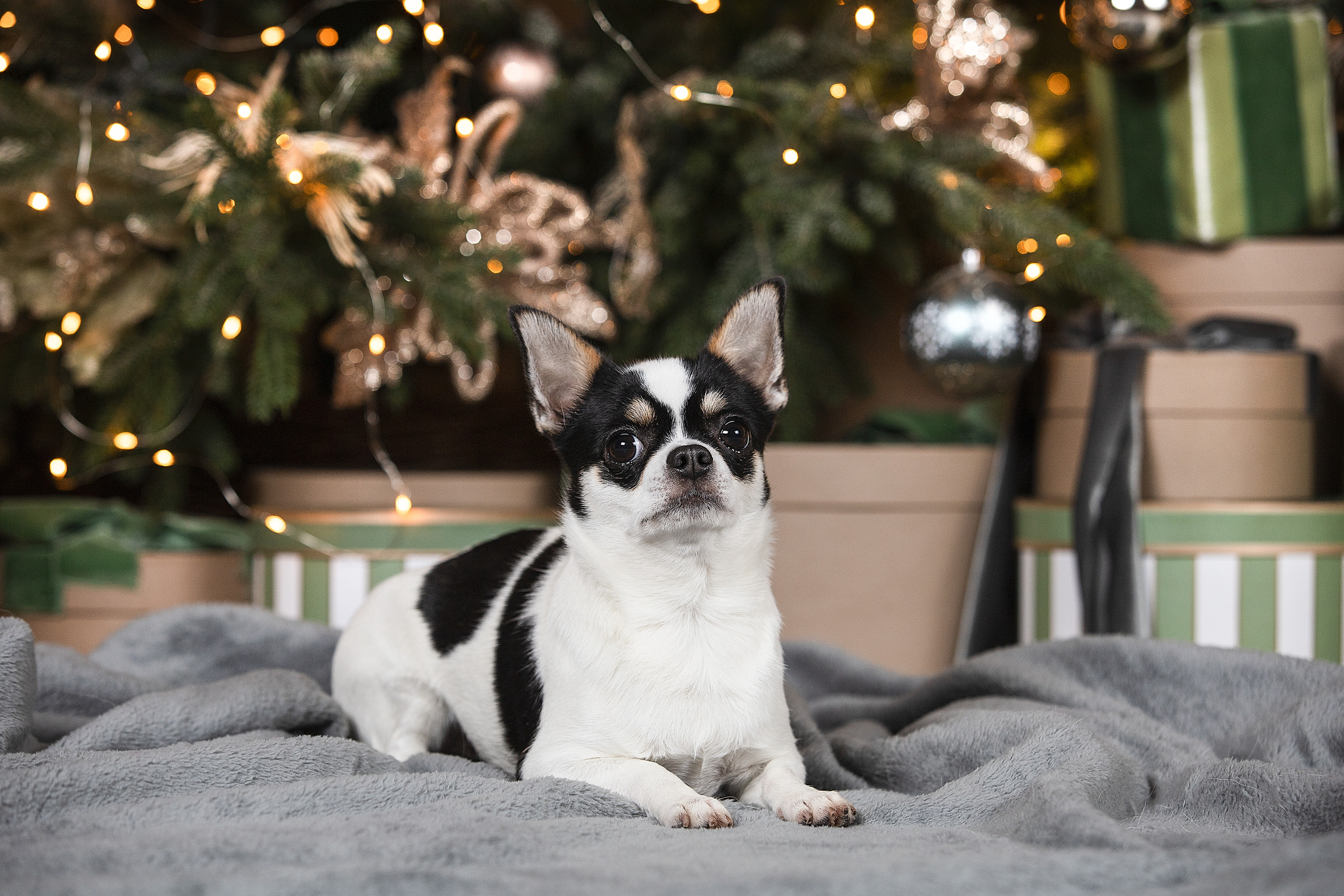 Студийные фотосессии. Фотограф. Фотограф-анималист. Москва