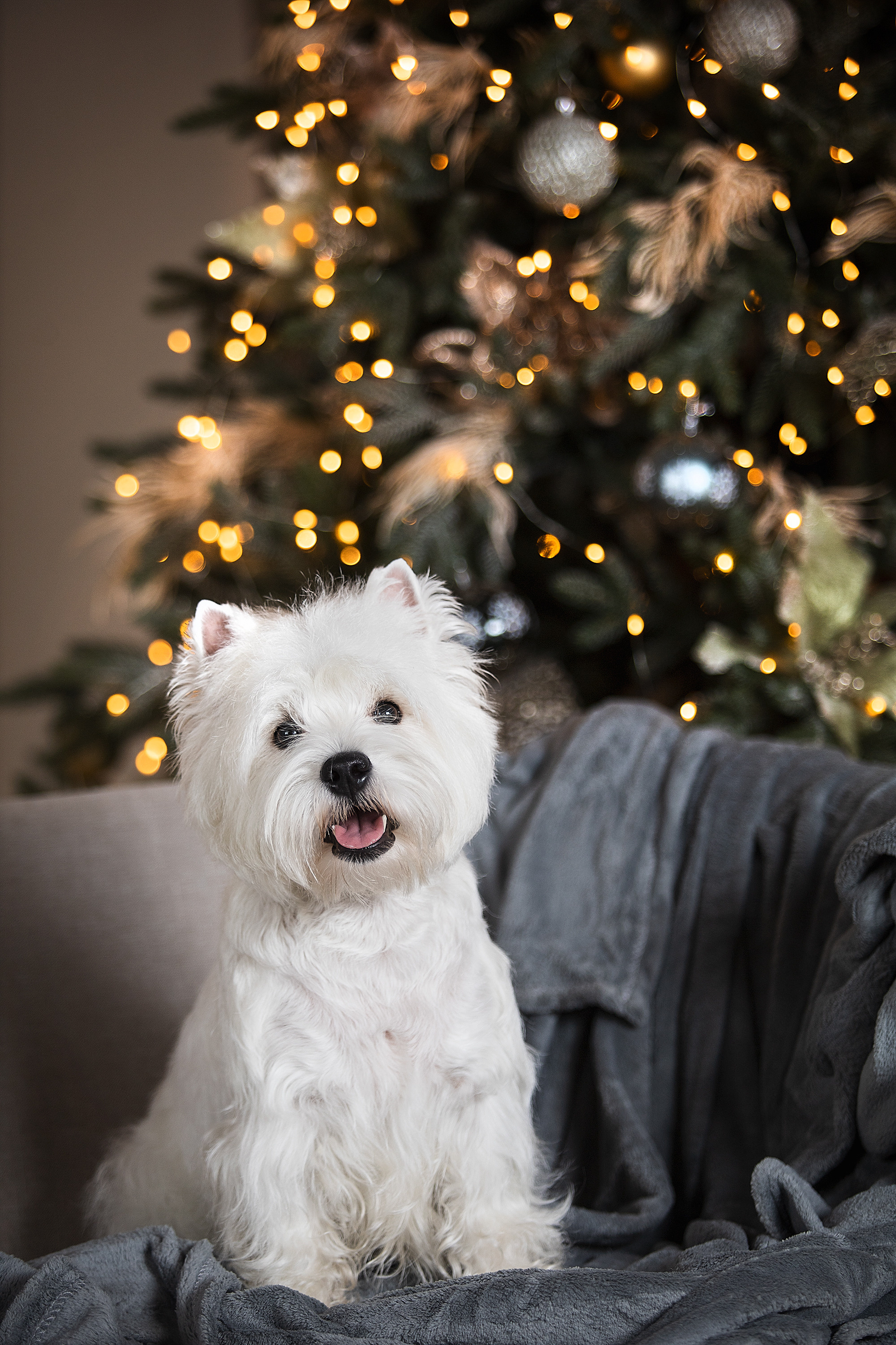 Студийные фотосессии. Фотограф. Фотограф-анималист. Москва