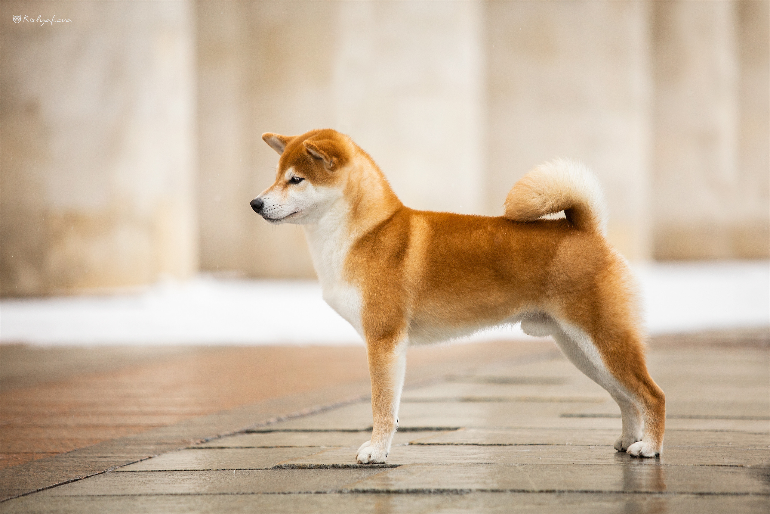 Экстерьерные фотосессии. Фотограф. Фотограф-анималист. Москва